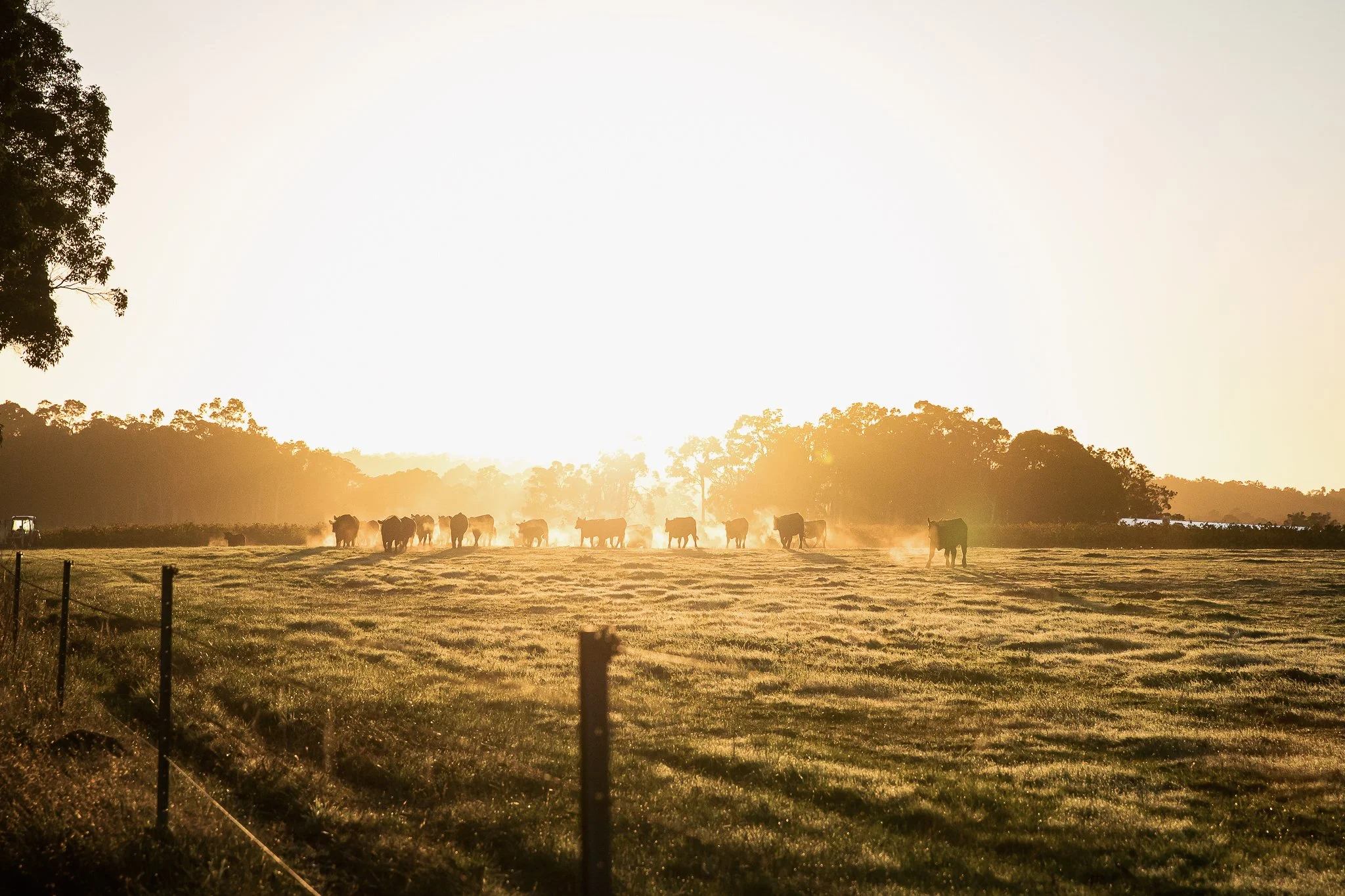 lizzieWilkiePhotos-28.jpg
