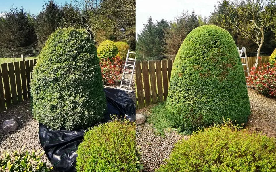 Professional gardener performing hedge trimming services