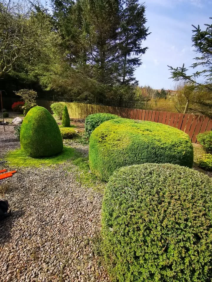 Professional garden maintenance results