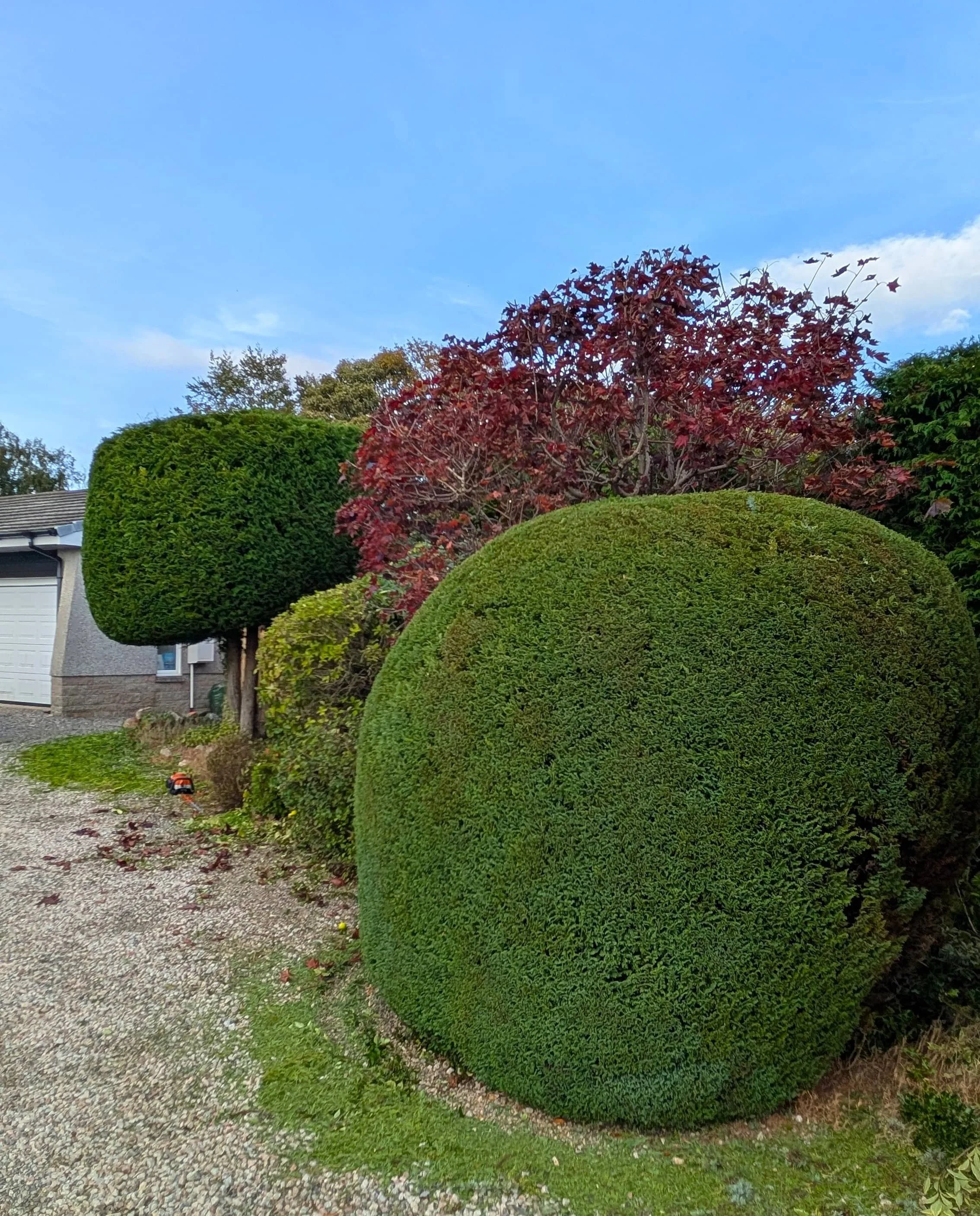 Professional hedge trimming service in Aberdeen