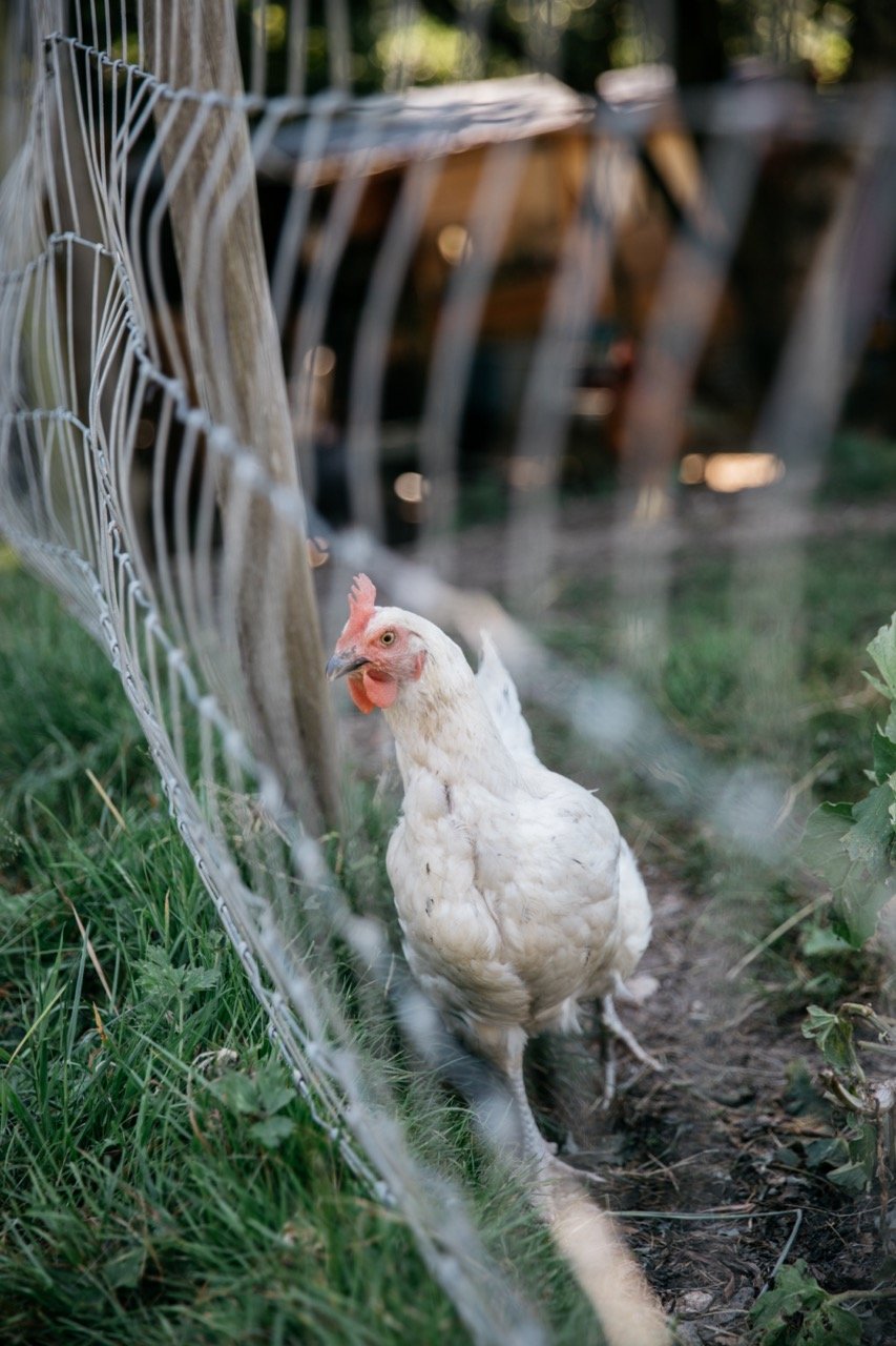 White chicken behind wire fence in a garden