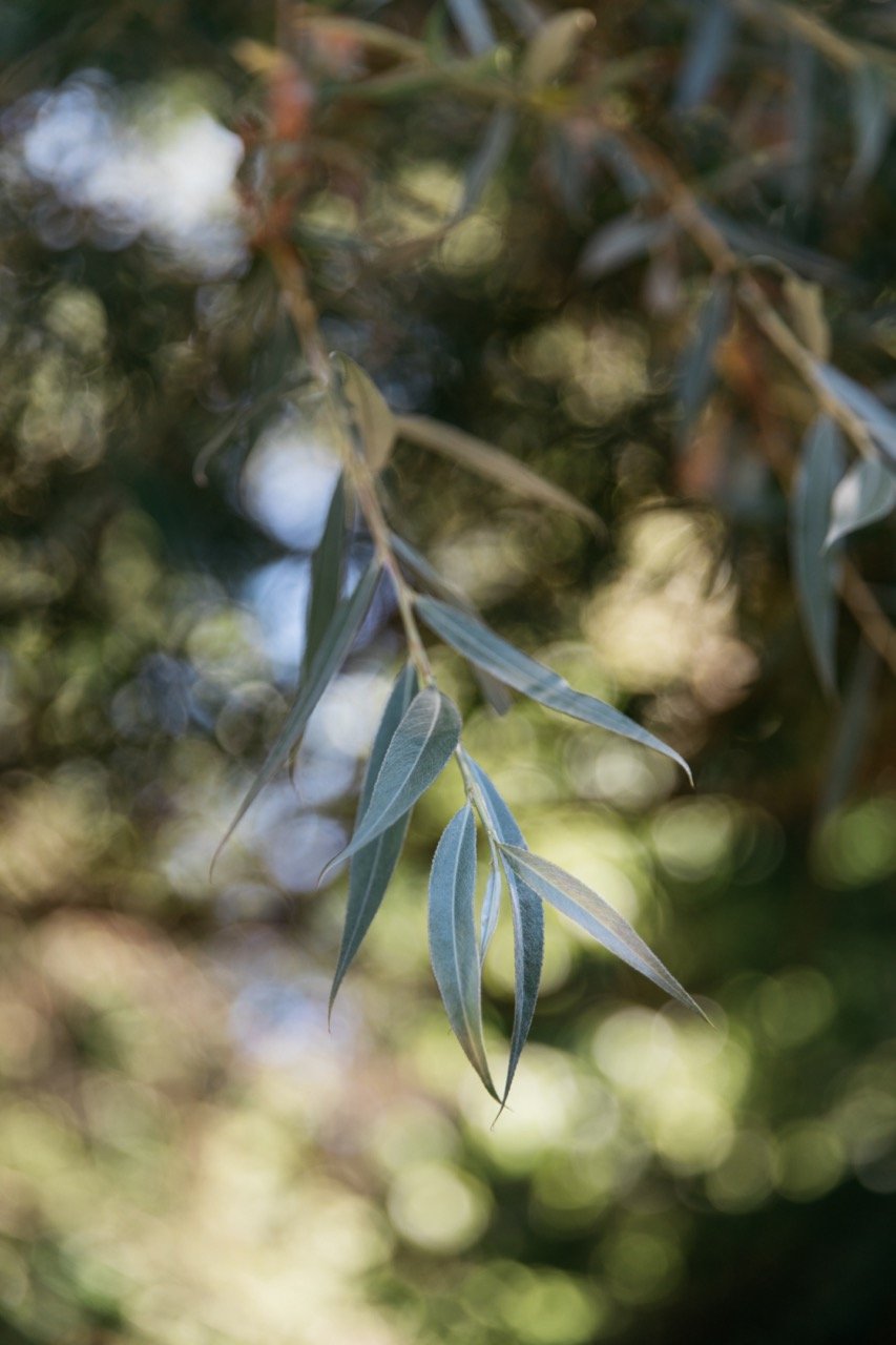 Close-up of green willow leaves with blurred background
