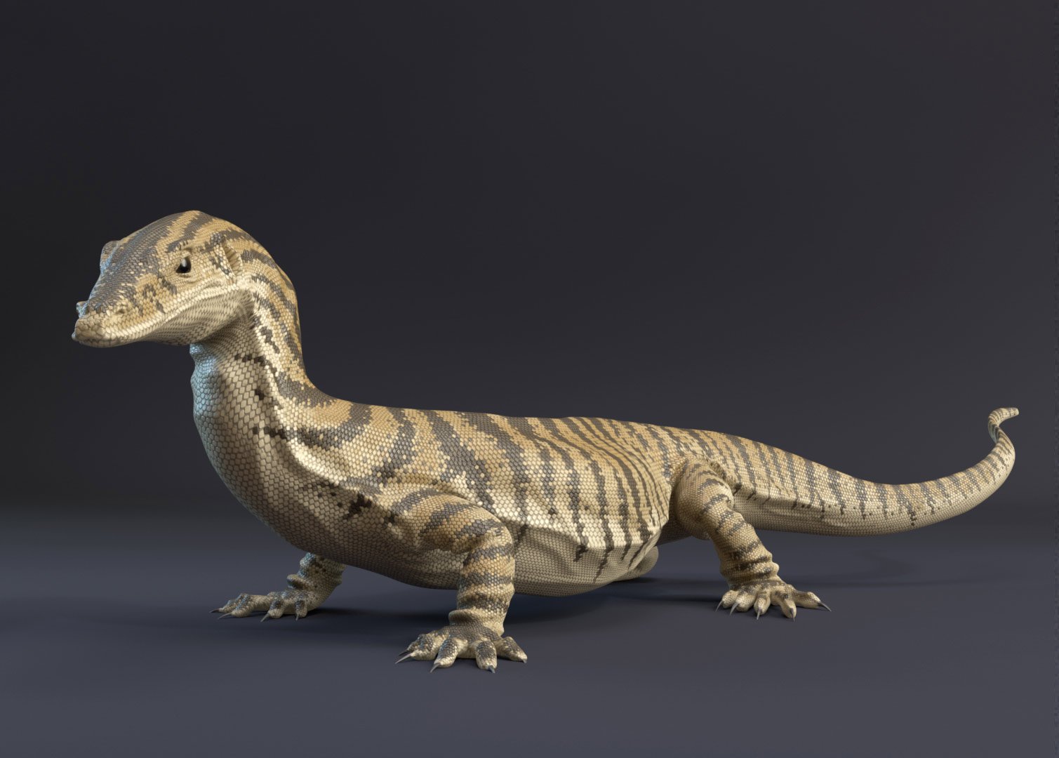 goanna.jpg