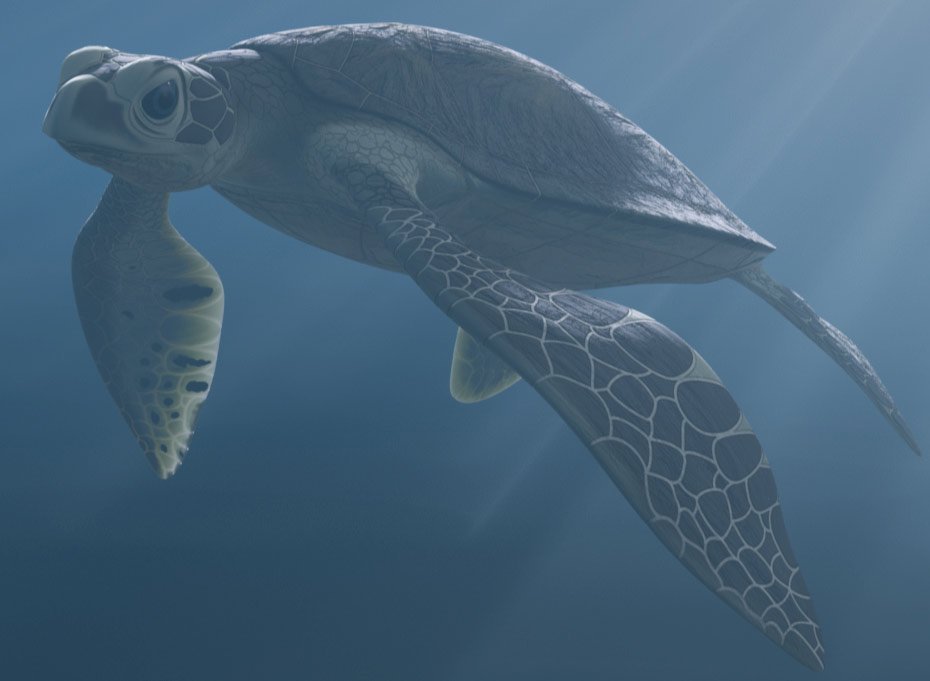 turtle.jpg