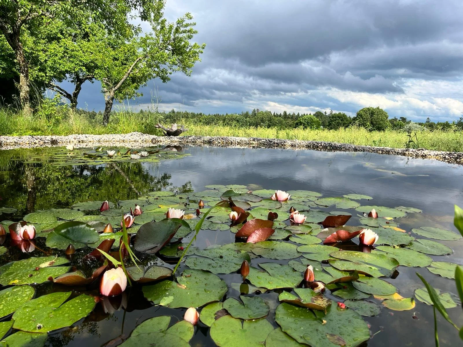 A pond filled with water lilies, surrounded by trees and grassy fields with a cloudy sky overhead.
