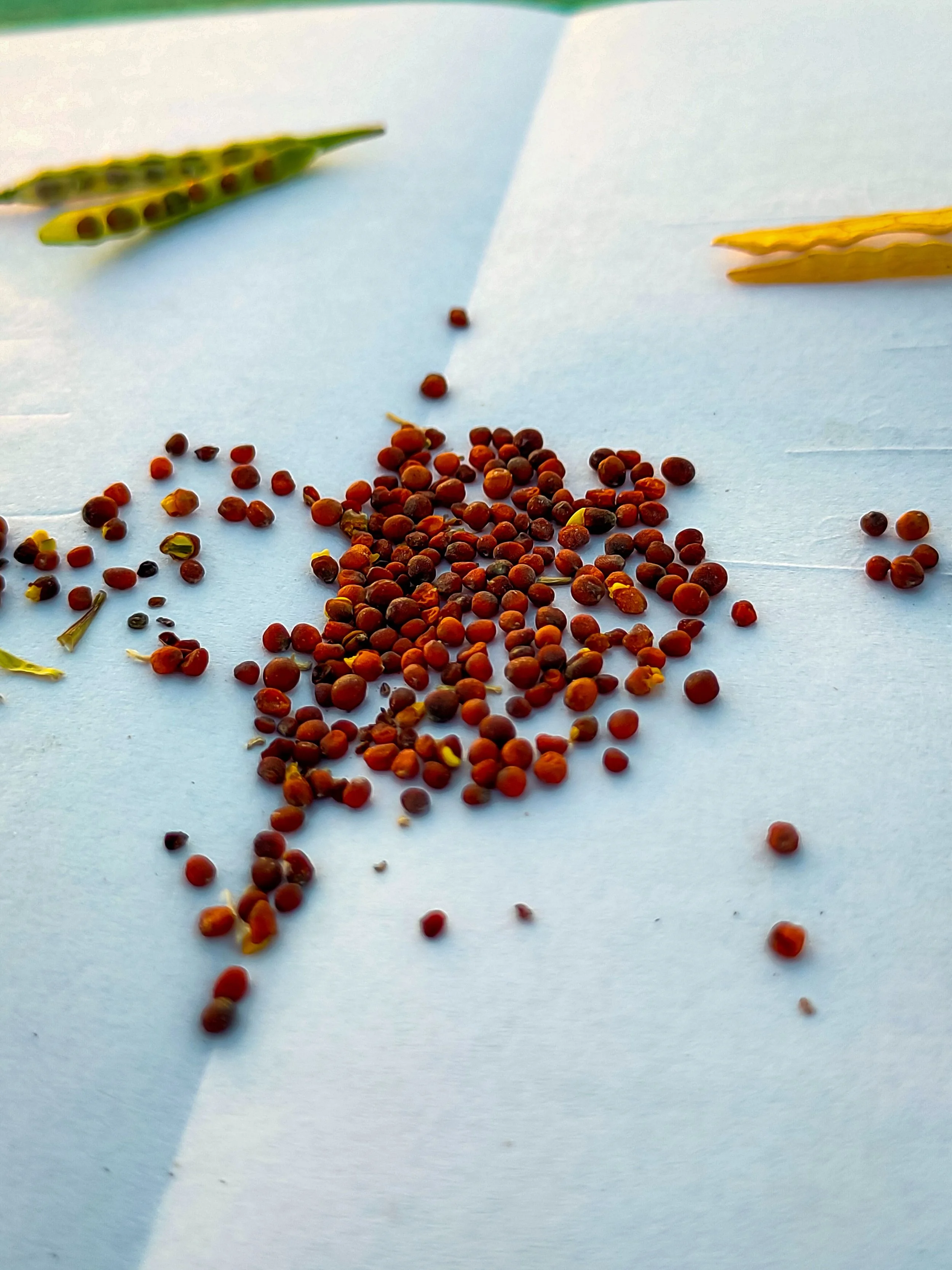 SeedAEye