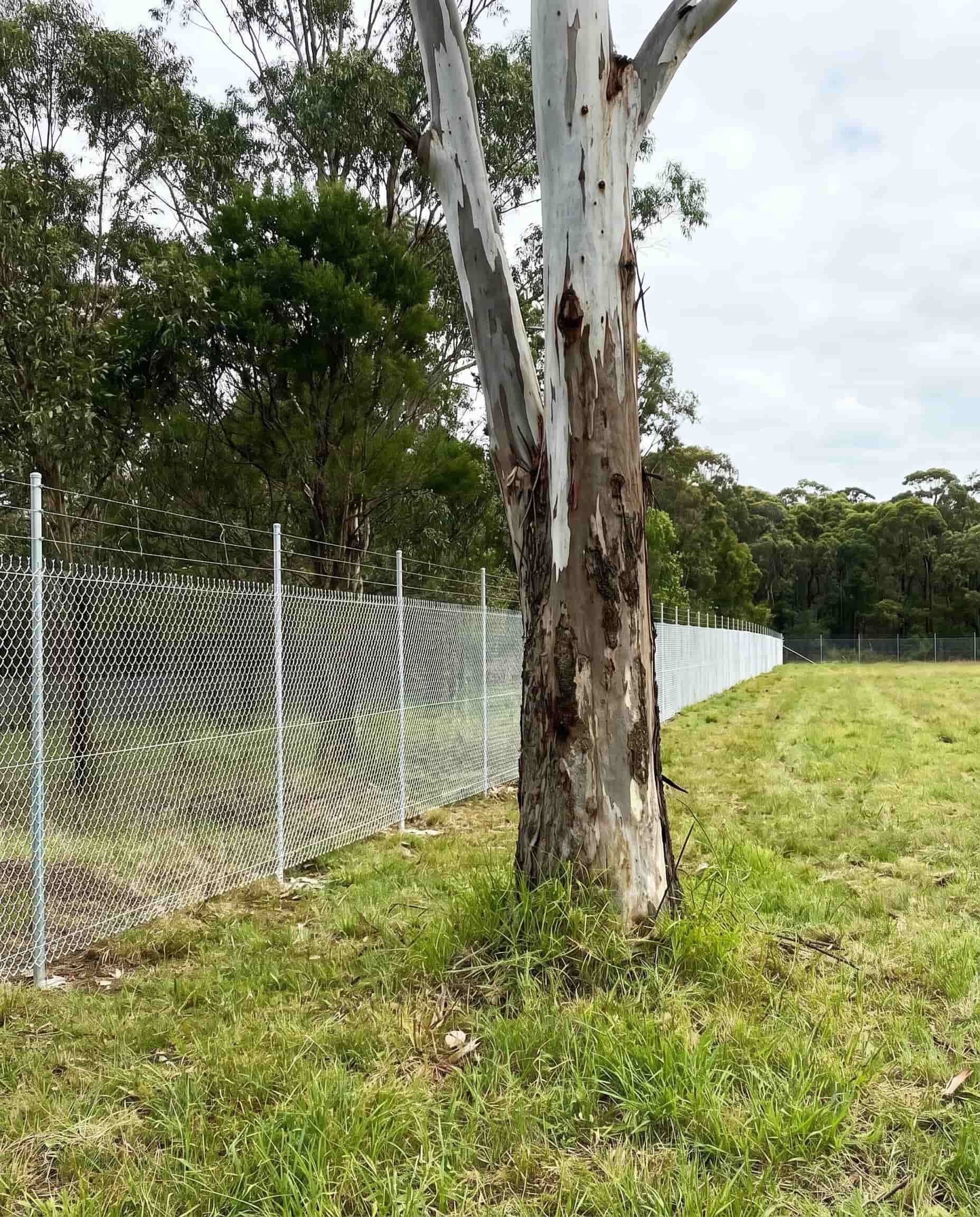 New galvanised chainwire fencing along open paddock boundary with eucalyptus tree, rural NSW
