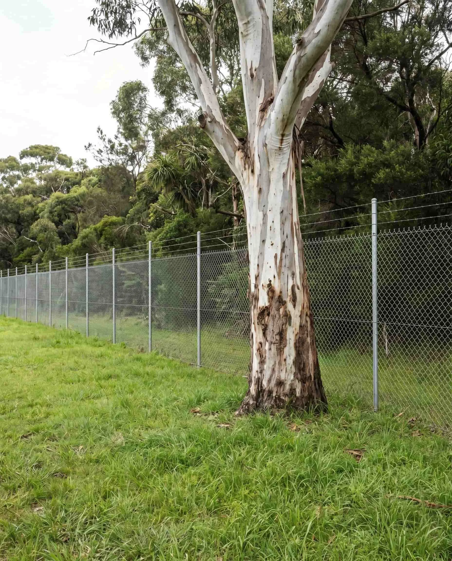 Galvanised chainwire boundary fencing running through native bushland with large eucalyptus tree, rural New South Wales