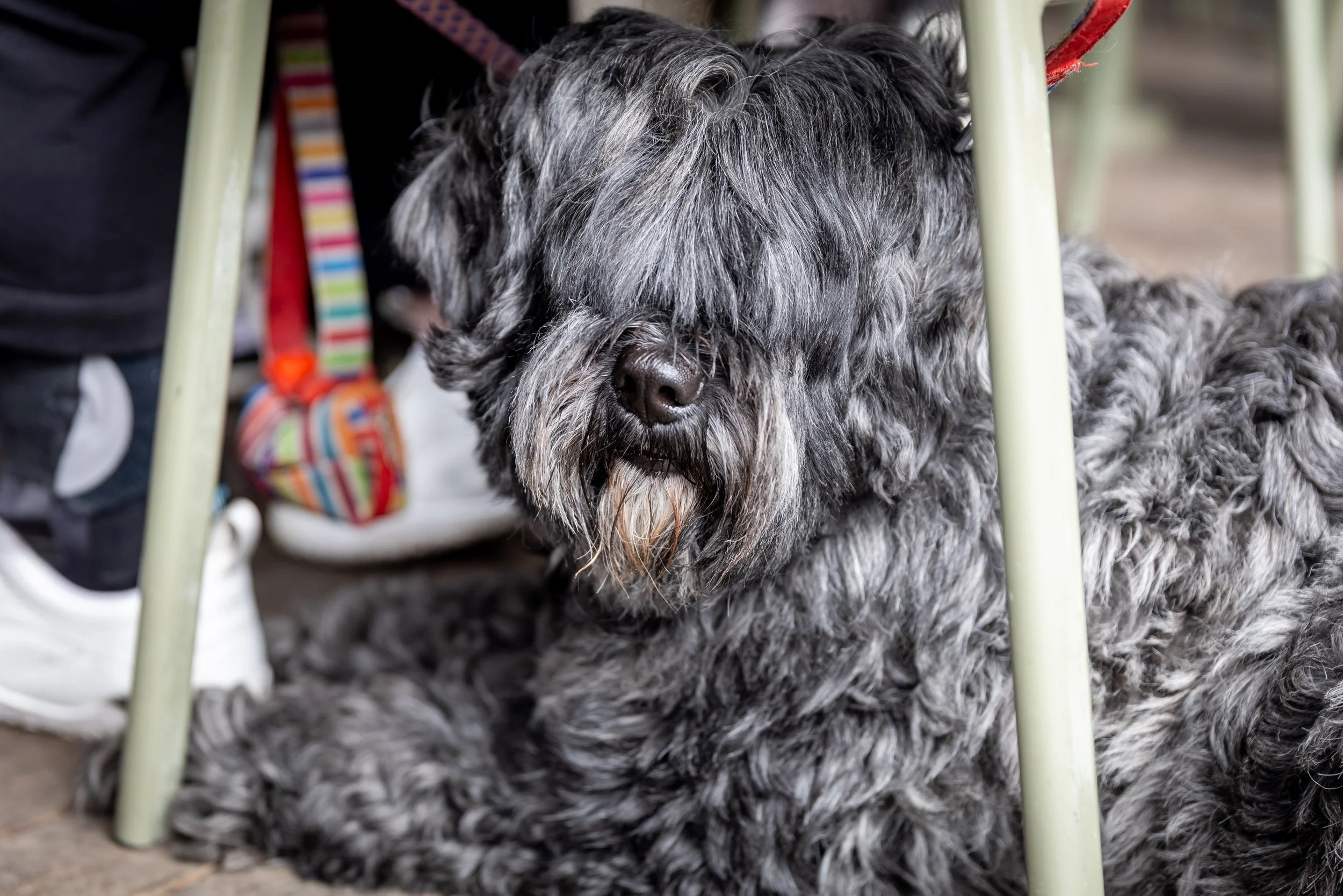Bellboy_International Dog Day Photobooth_10-38.jpg