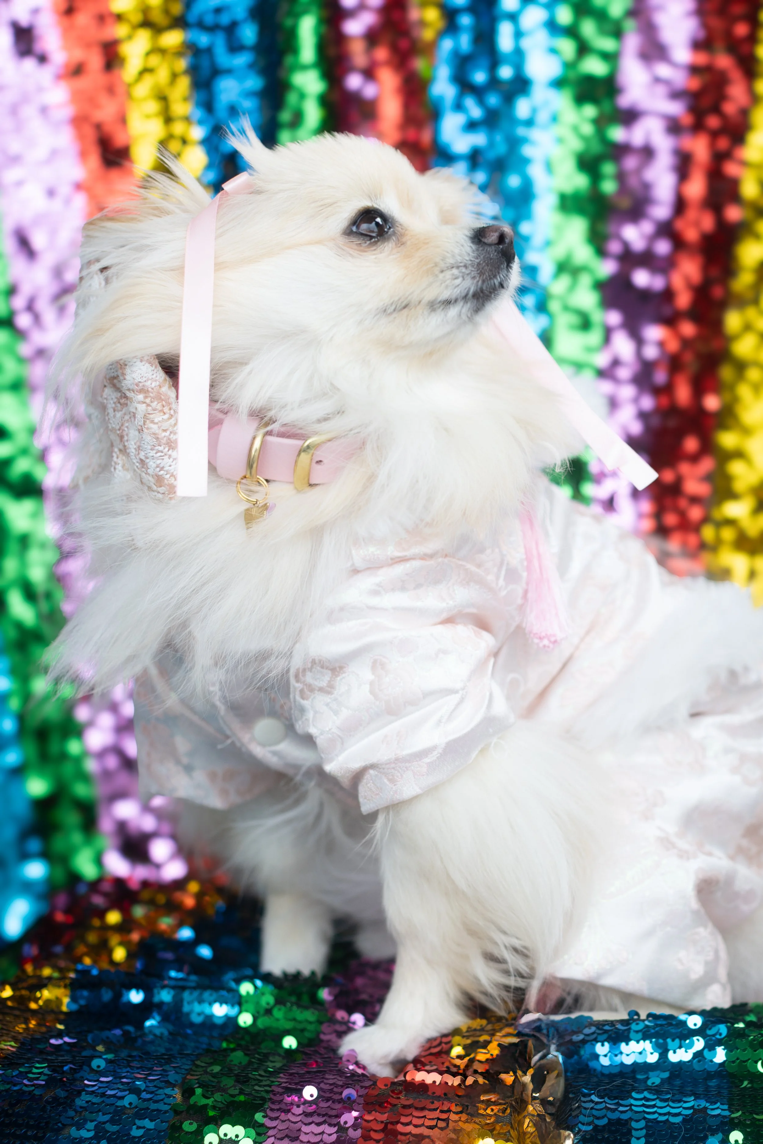 Bellboy_International Dog Day Photobooth_10-104.jpg