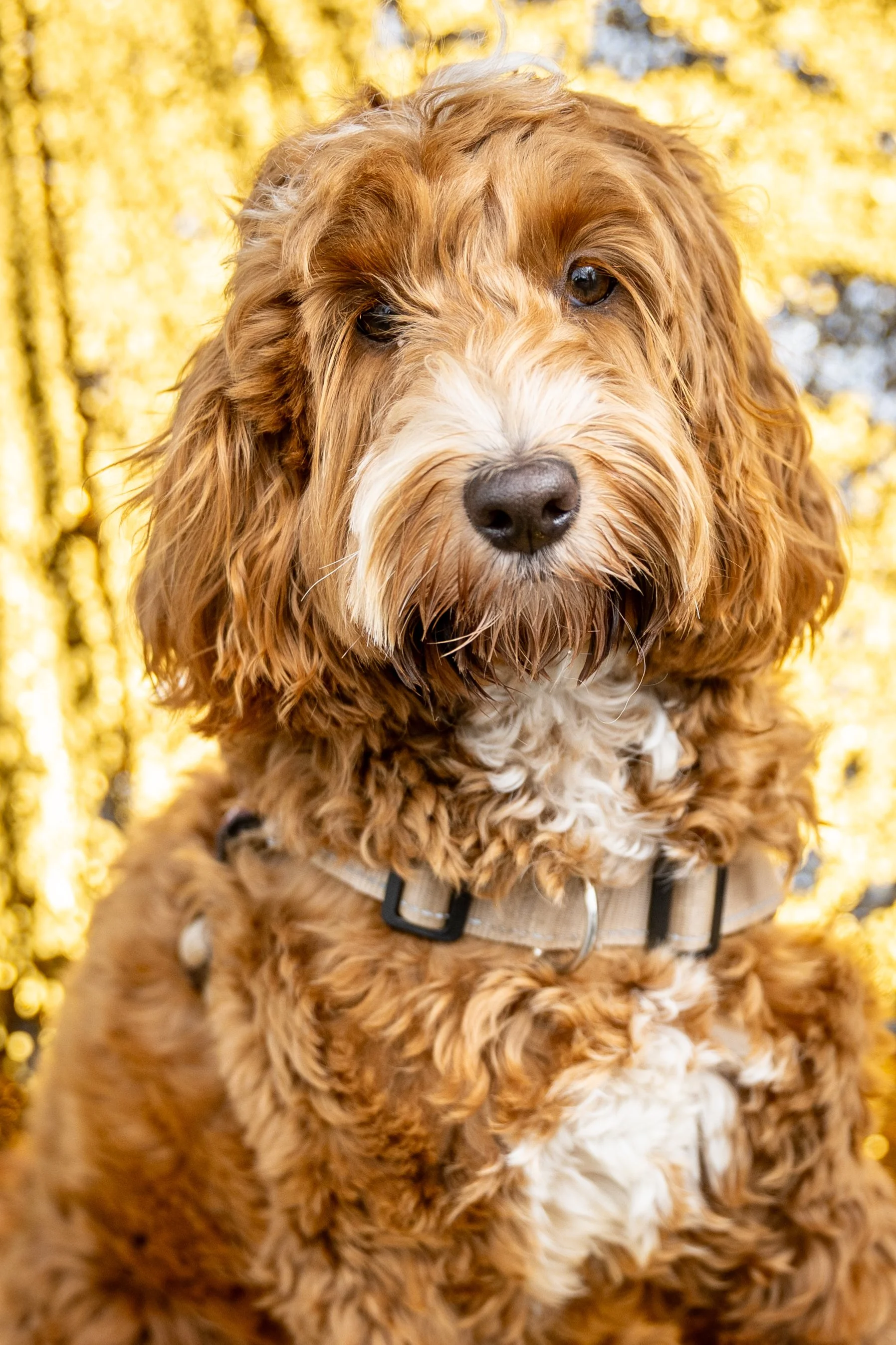 Bellboy_International Dog Day Photobooth_10-44.jpg