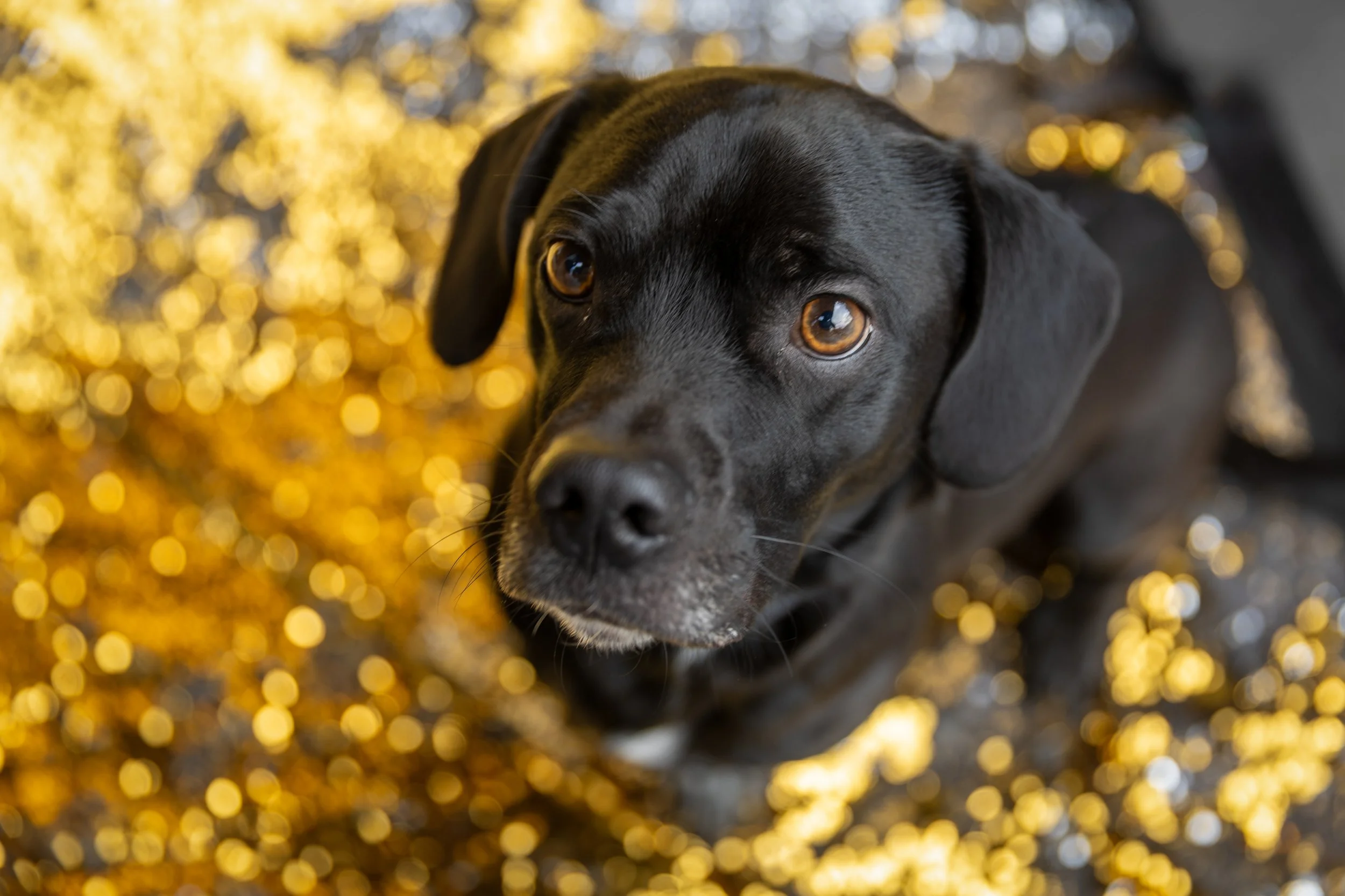 Bellboy_International Dog Day Photobooth_10-83.jpg