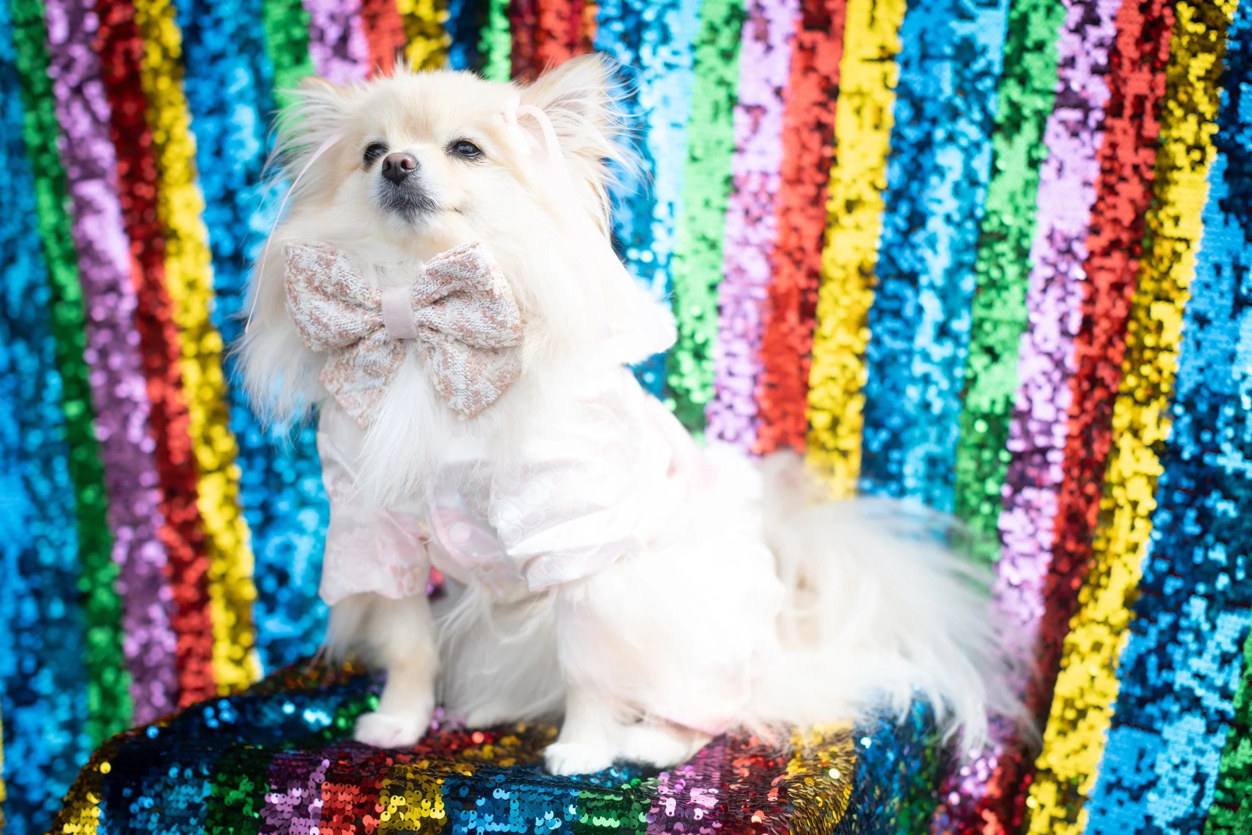 Bellboy_International Dog Day Photobooth_10-108.jpg