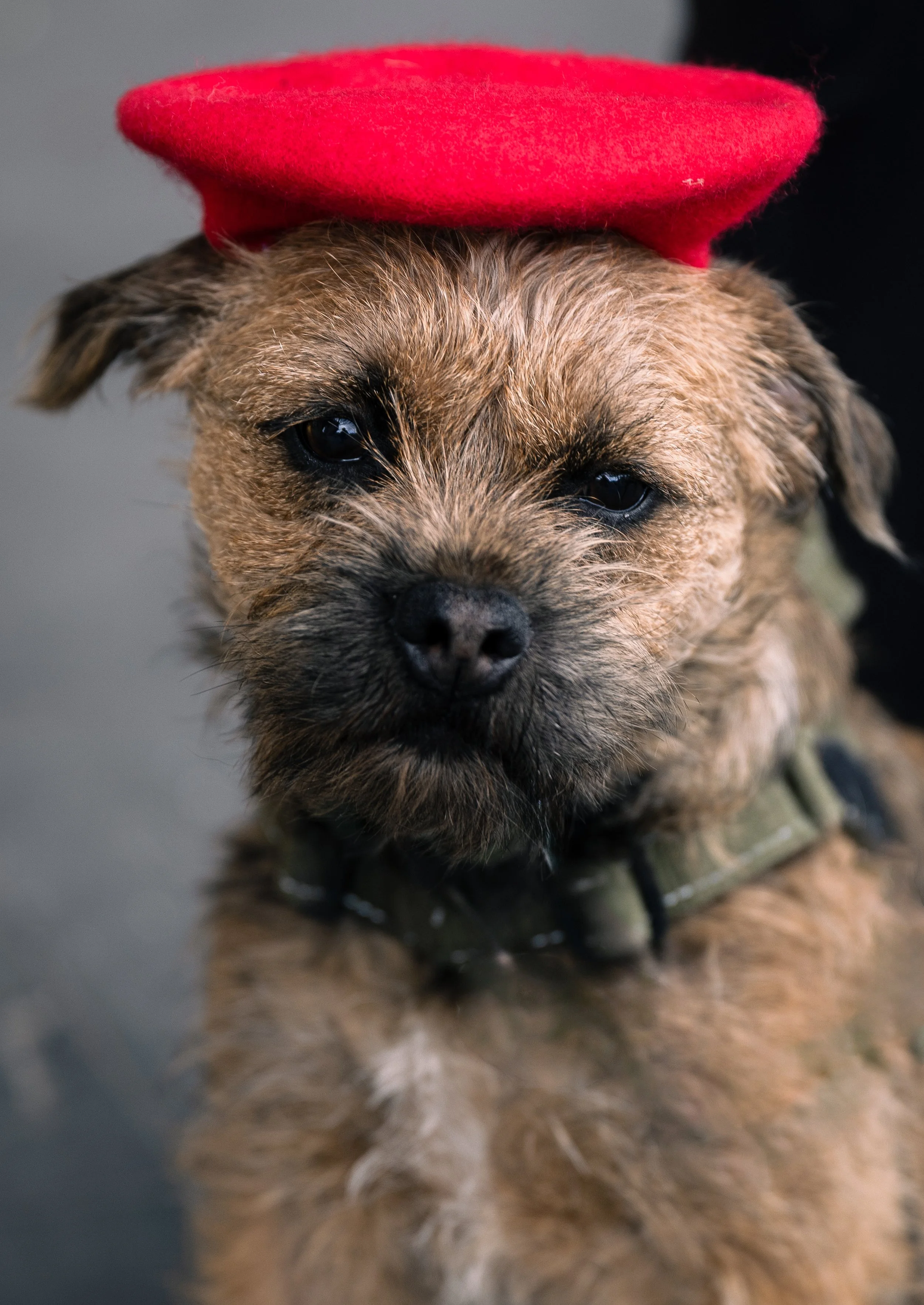 Tom Noble Creative_Bellboy Dog Photography_9.jpg