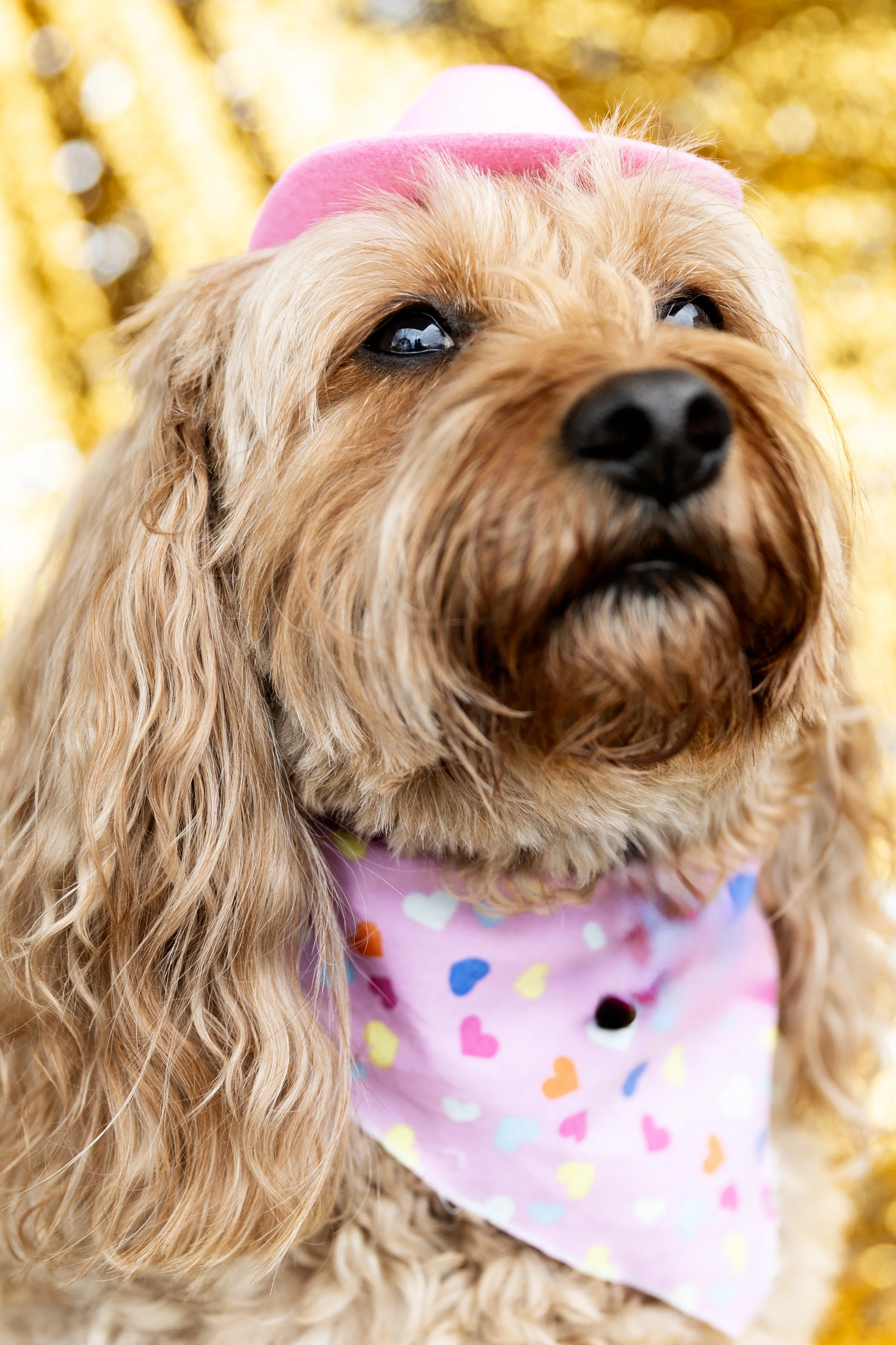 Bellboy_International Dog Day Photobooth_10-13.jpg