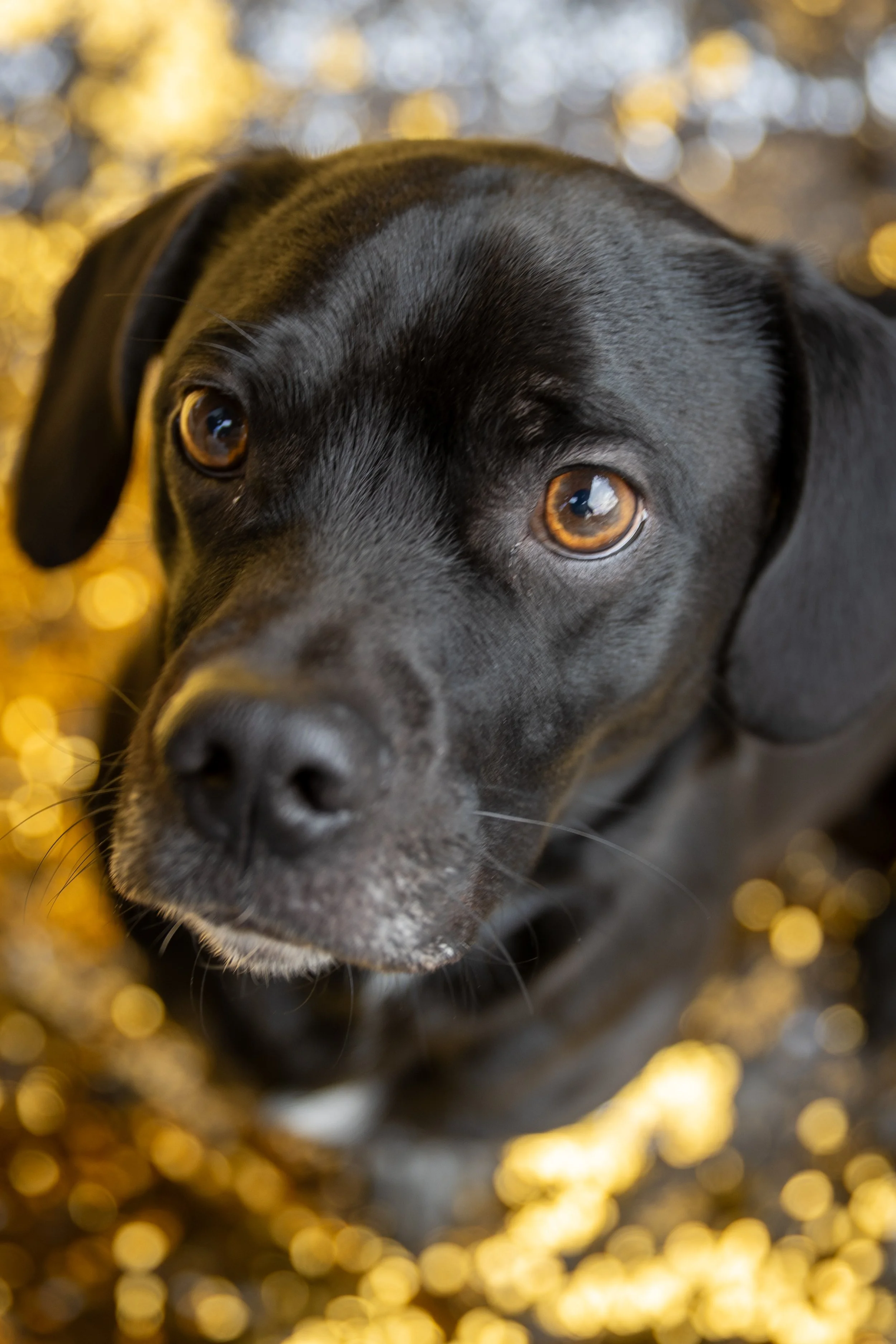 Bellboy_International Dog Day Photobooth_10-84.jpg
