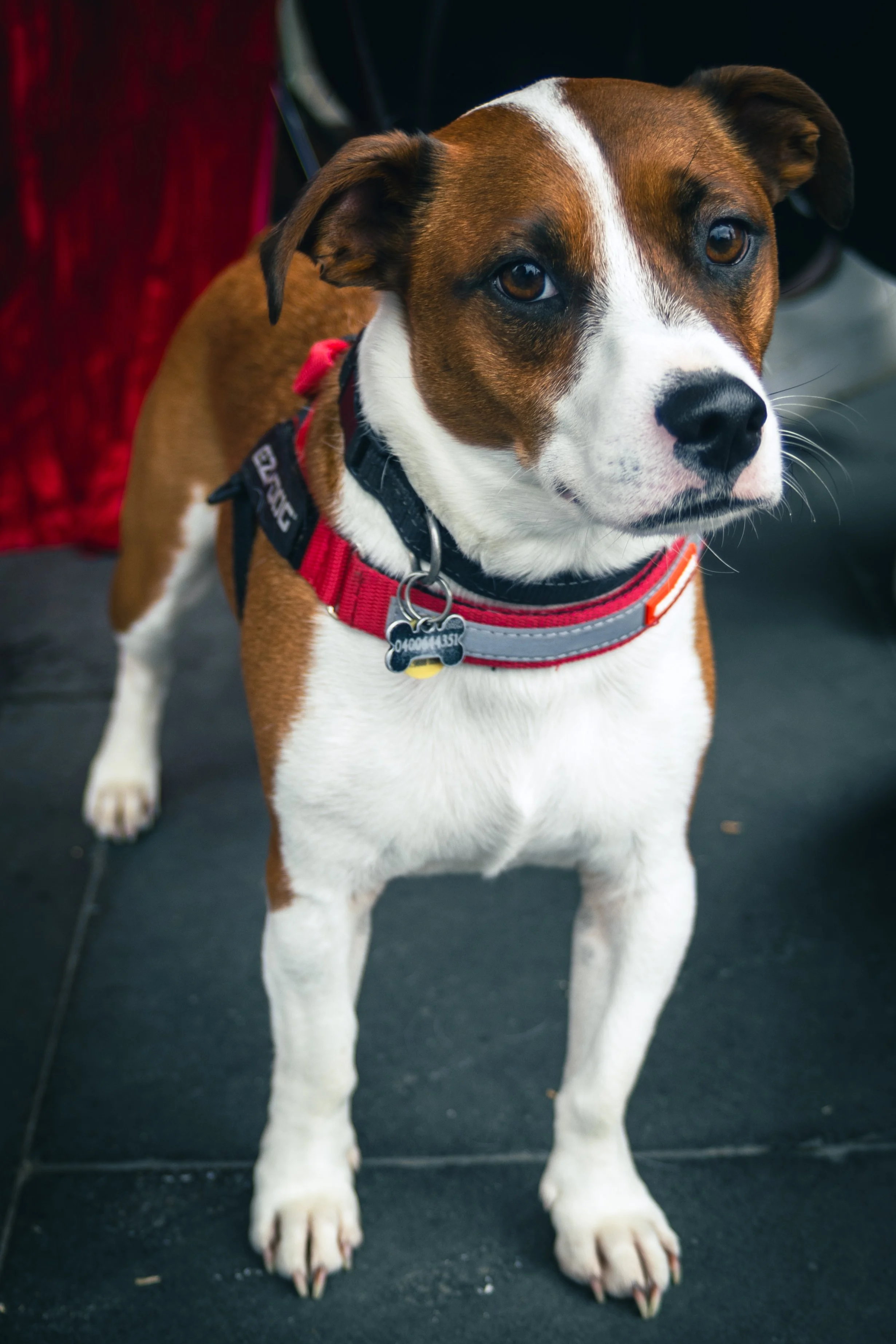 Bellboy_International Dog Day Photobooth_10-52.jpg