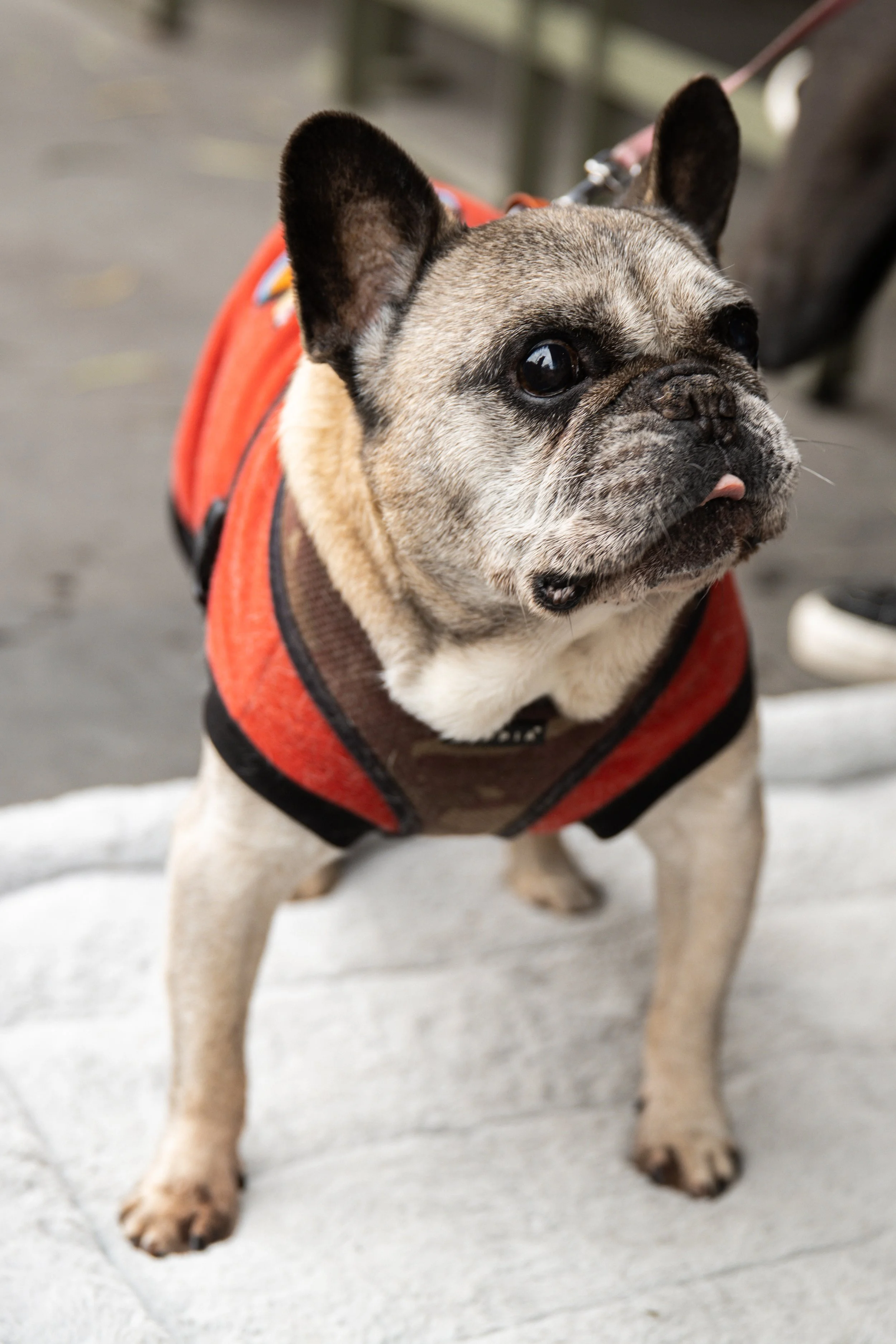 Bellboy_International Dog Day Photobooth_10-34.jpg