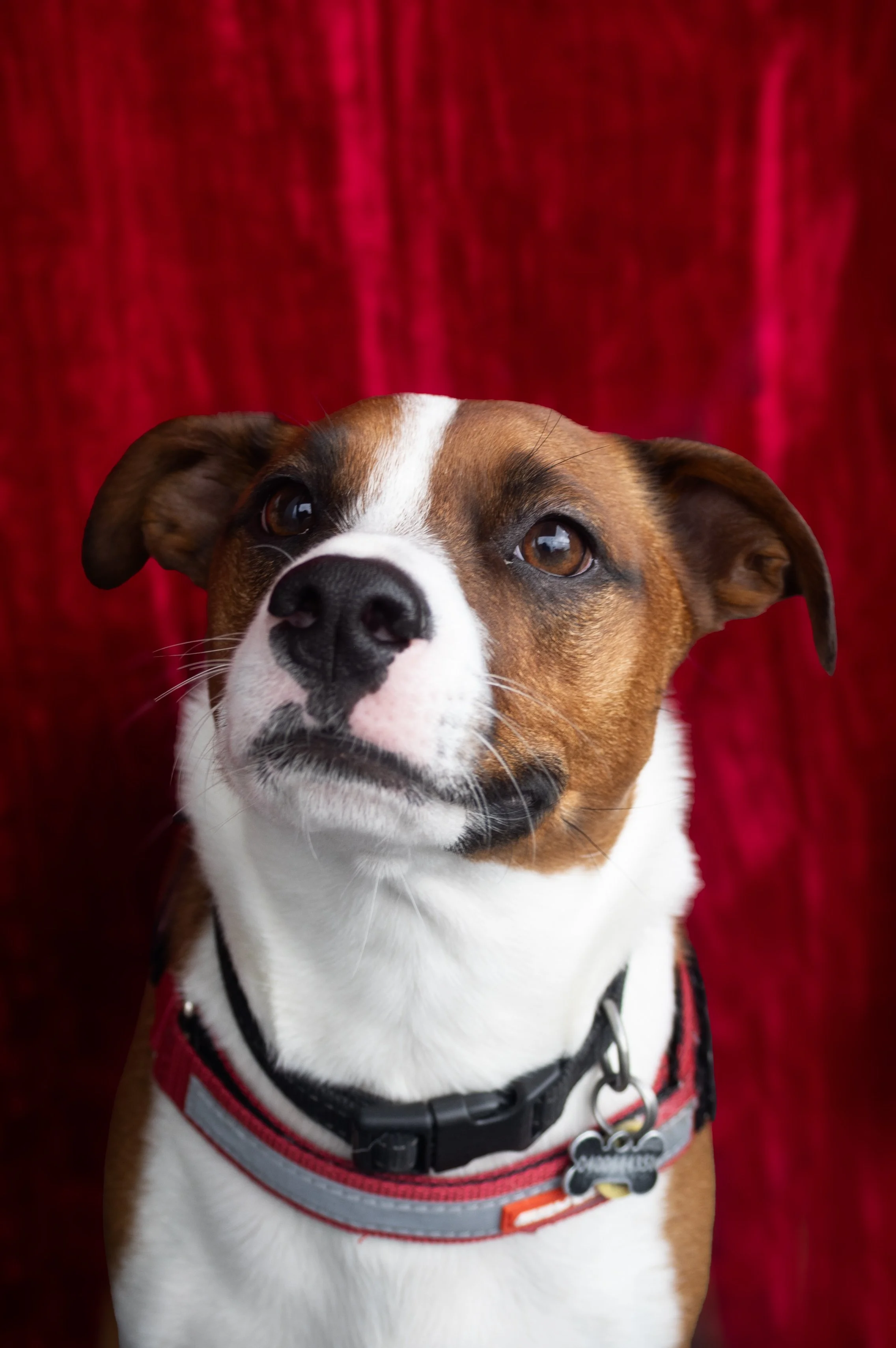 Bellboy_International Dog Day Photobooth_10-50.jpg