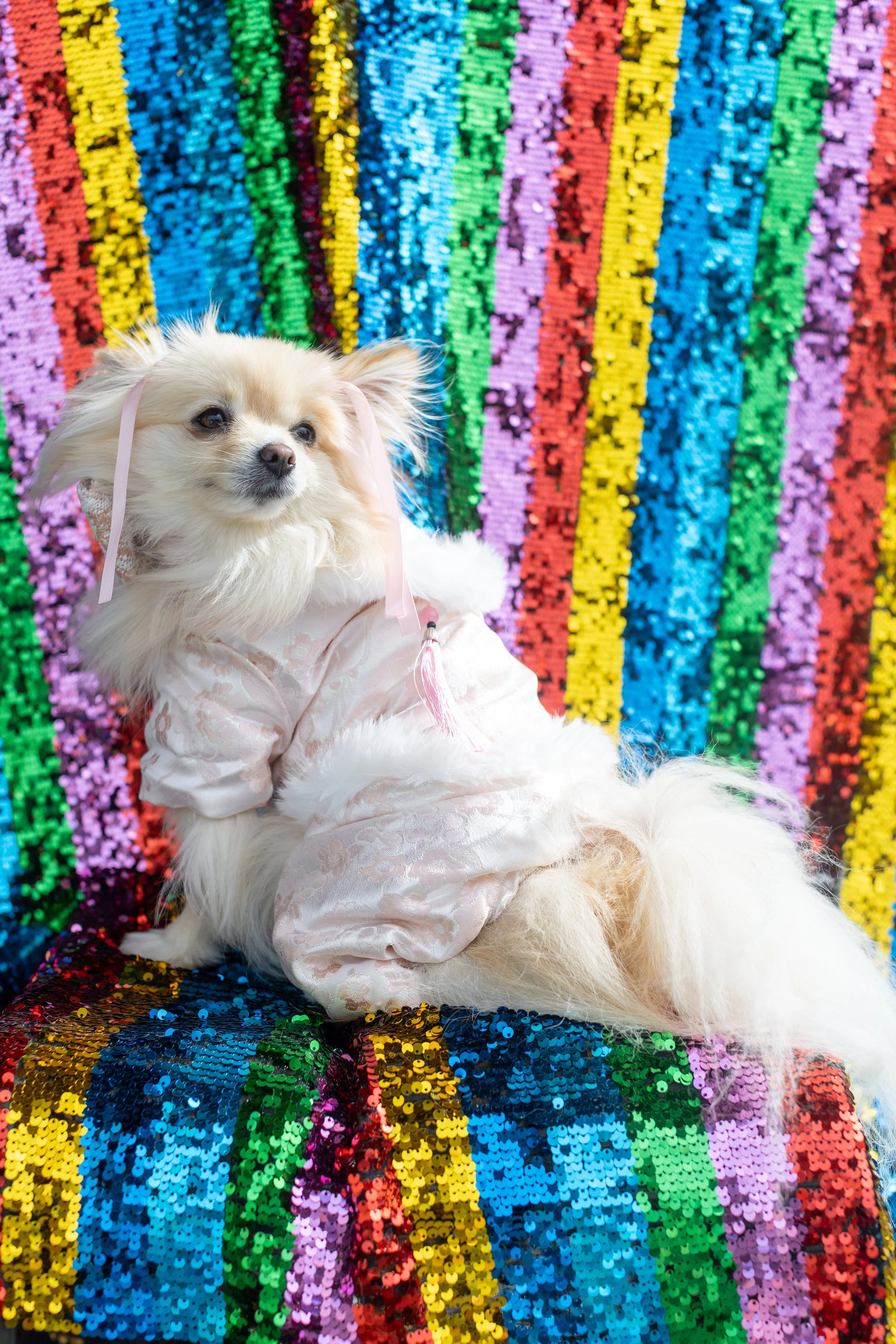 Bellboy_International Dog Day Photobooth_10-109.jpg