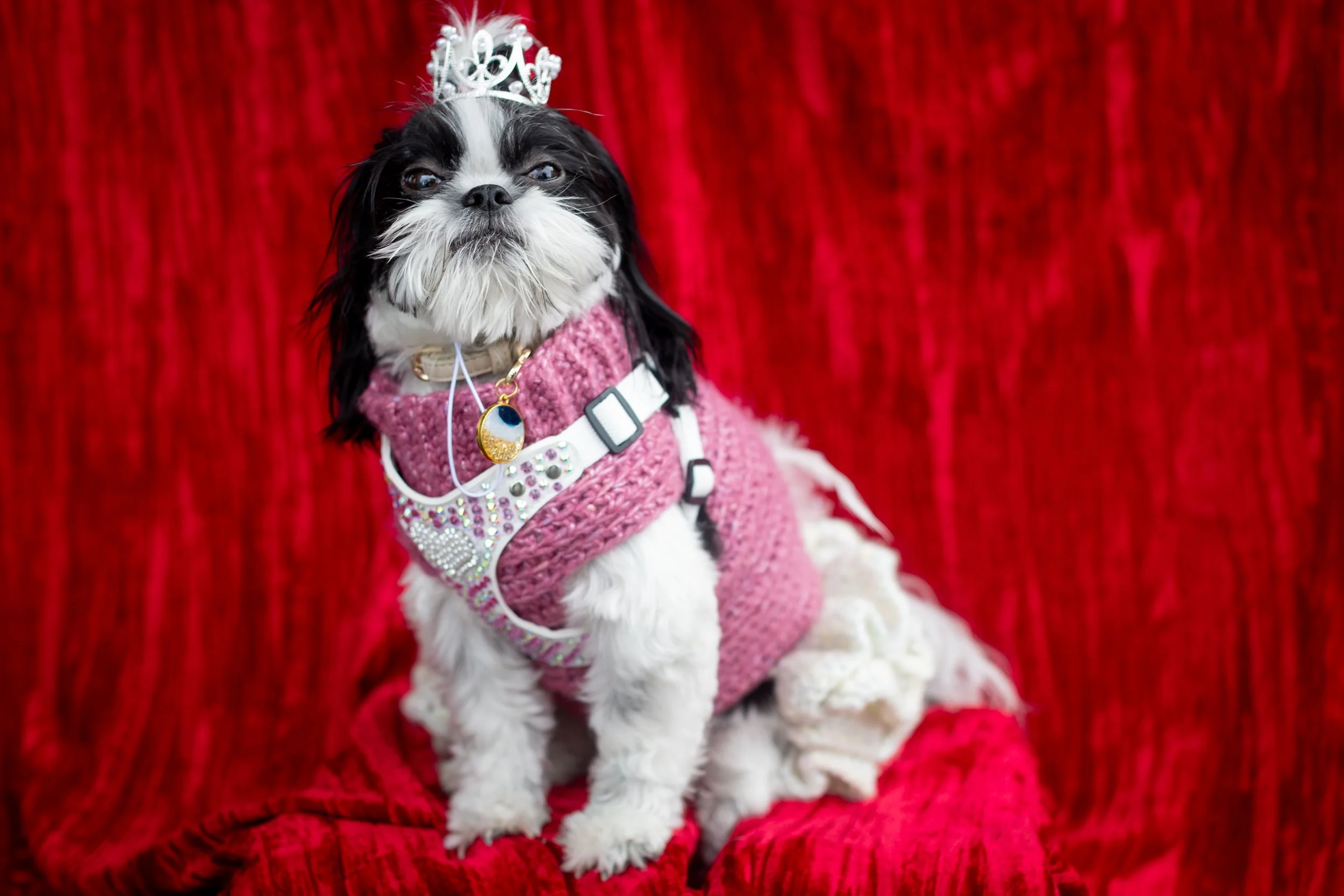 Bellboy_International Dog Day Photobooth_10-98.jpg