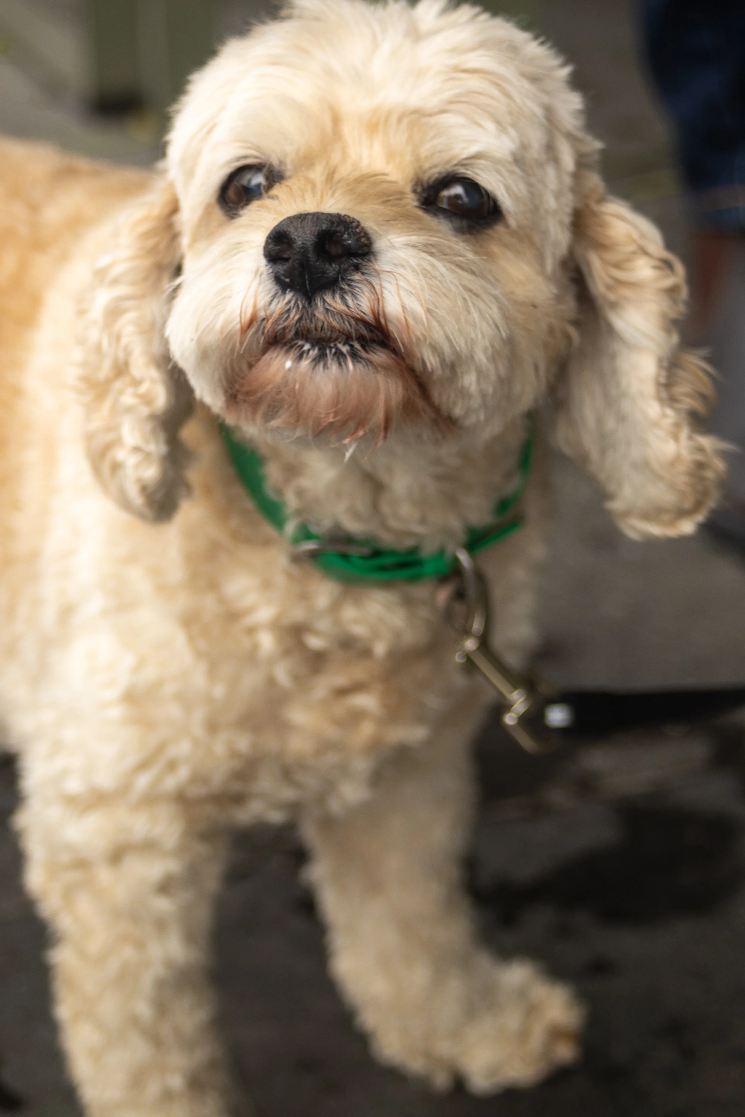 Bellboy_International Dog Day Photobooth_10-49.jpg