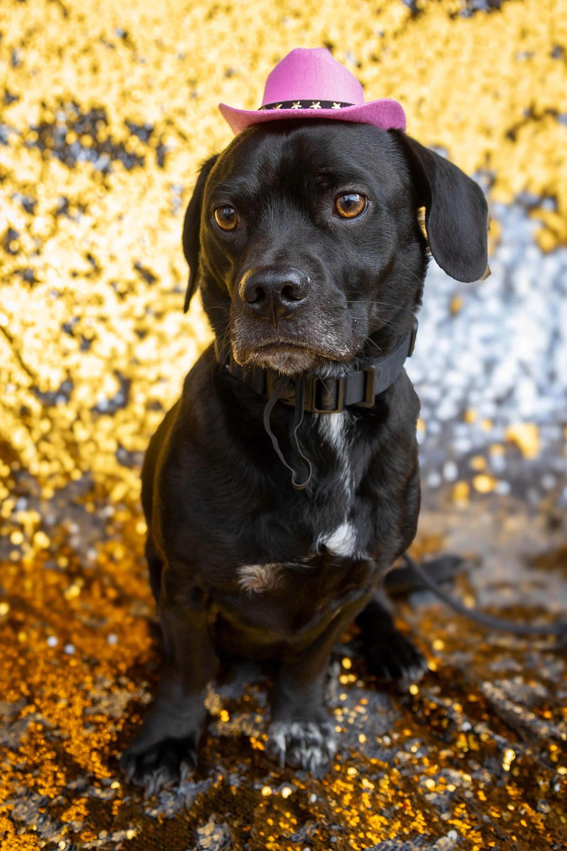 Bellboy_International Dog Day Photobooth_10-87.jpg