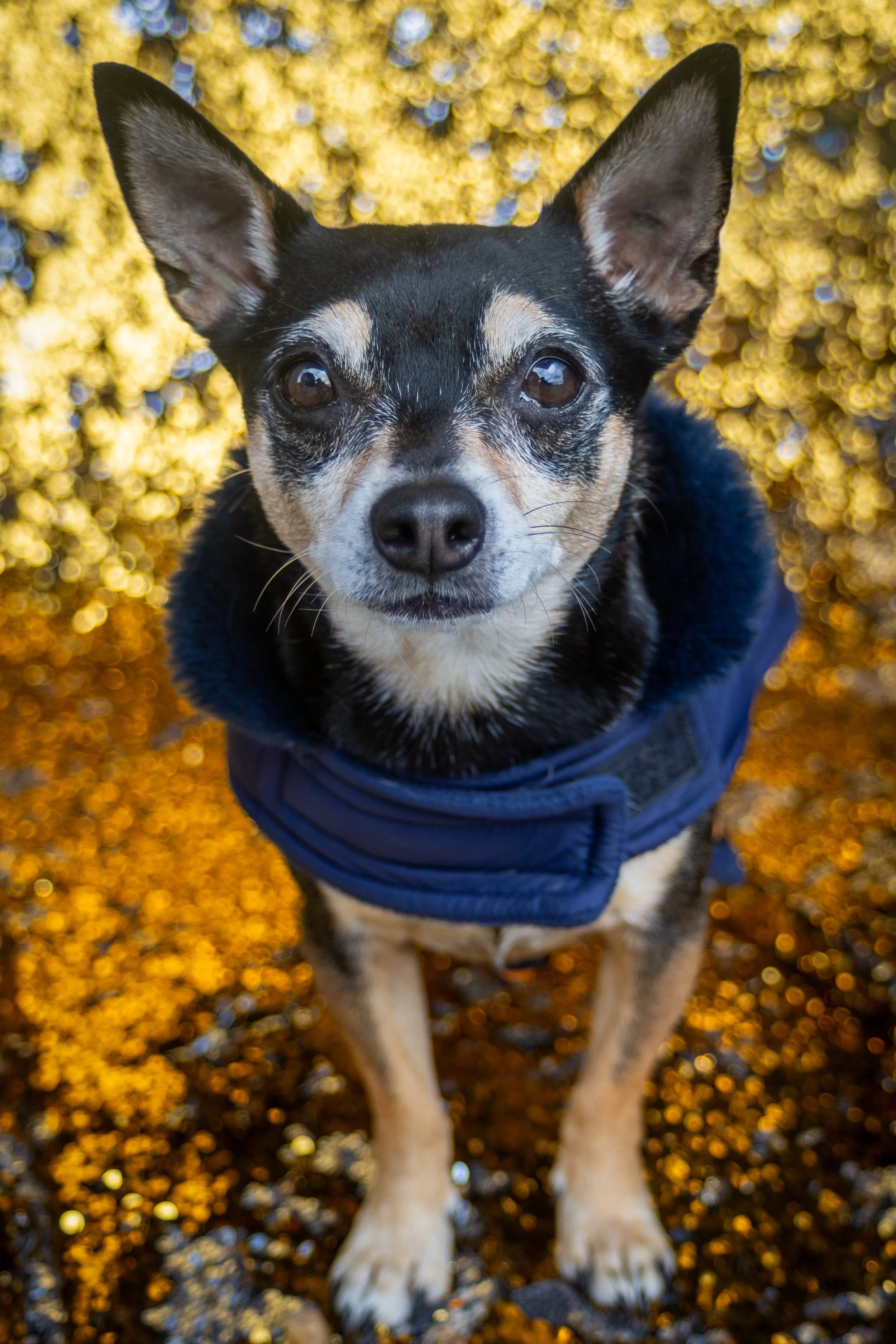 Bellboy_International Dog Day Photobooth_10-59.jpg