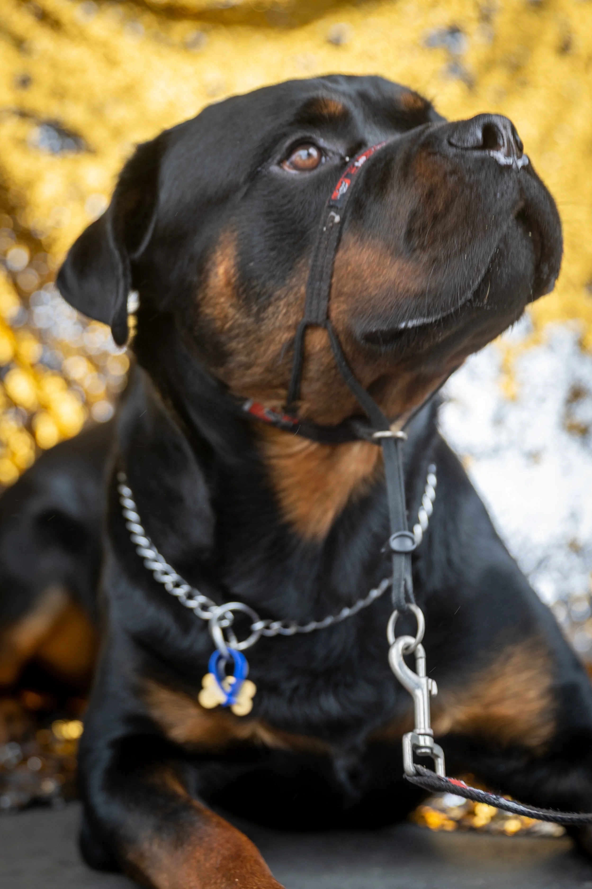Bellboy_International Dog Day Photobooth_10-26.jpg