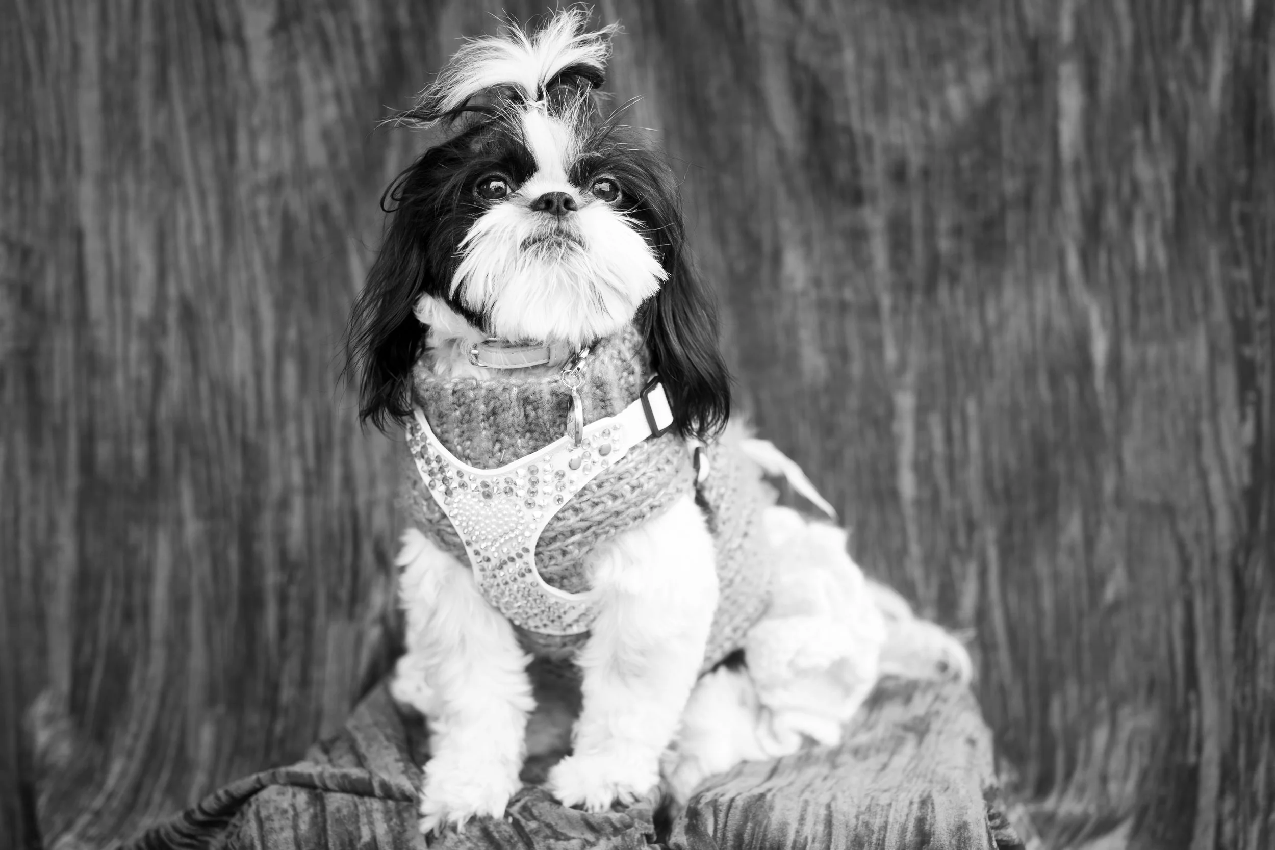 Bellboy_International Dog Day Photobooth_10-103.jpg