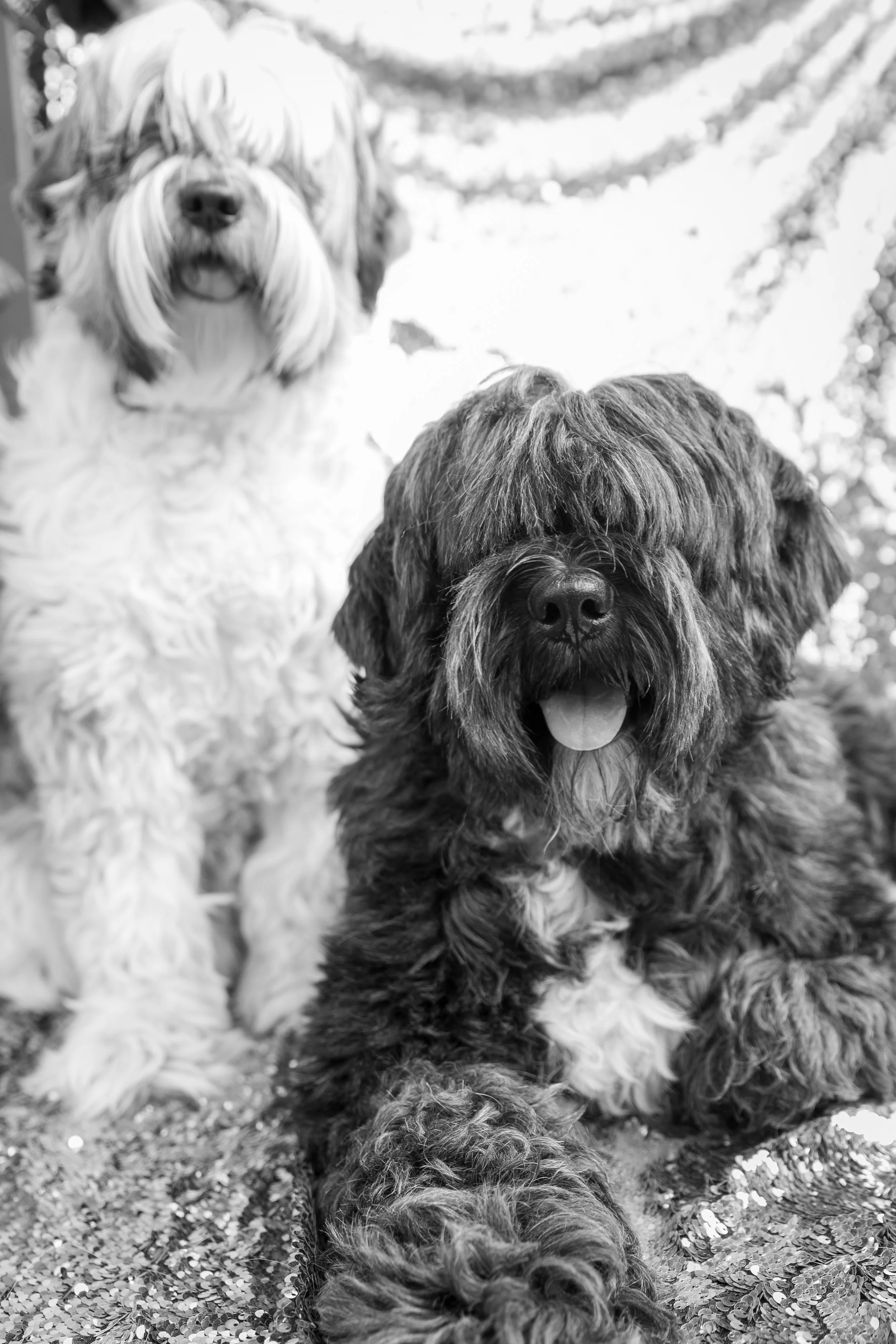 Bellboy_International Dog Day Photobooth_10-39.jpg