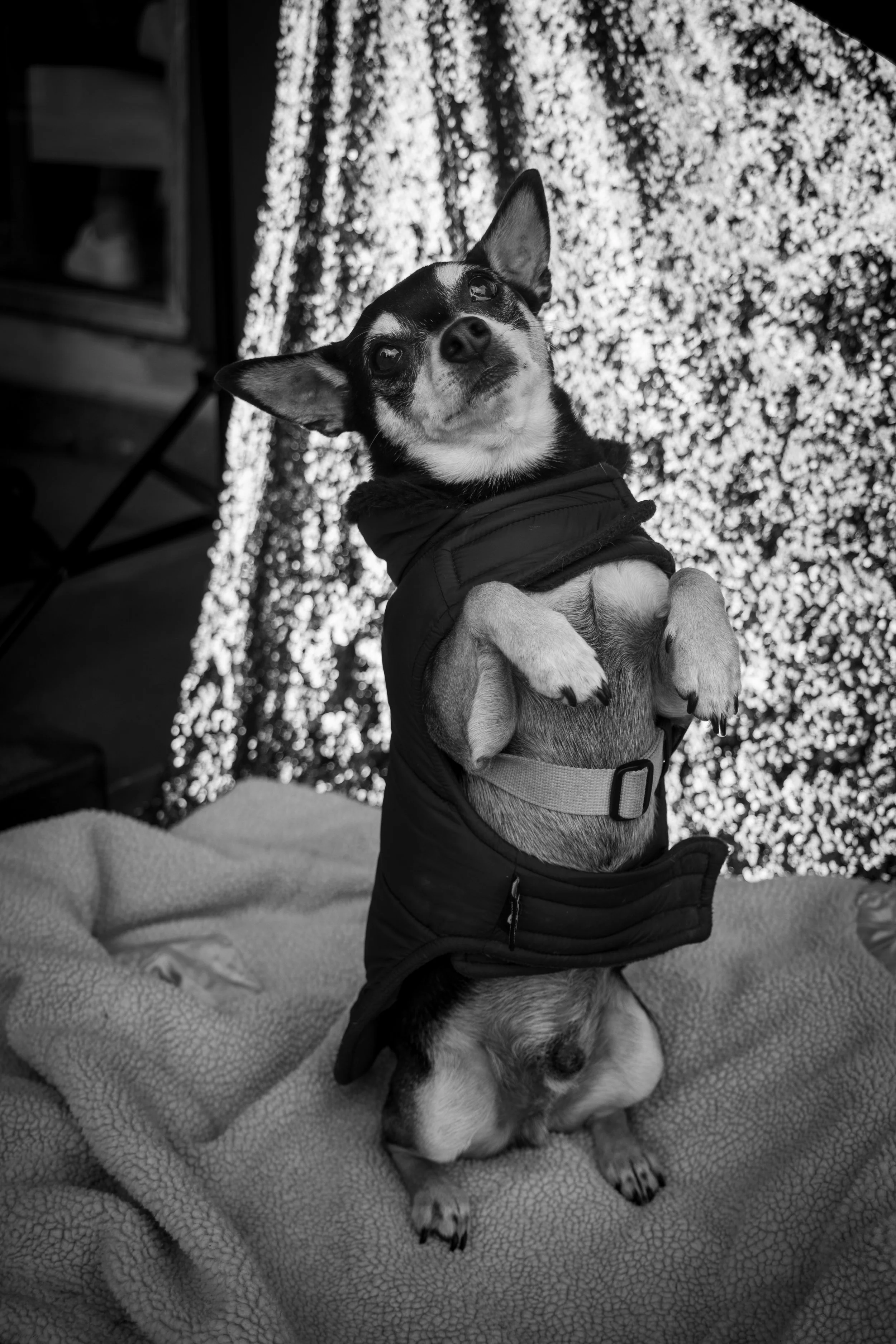 Bellboy_International Dog Day Photobooth_10-60.jpg