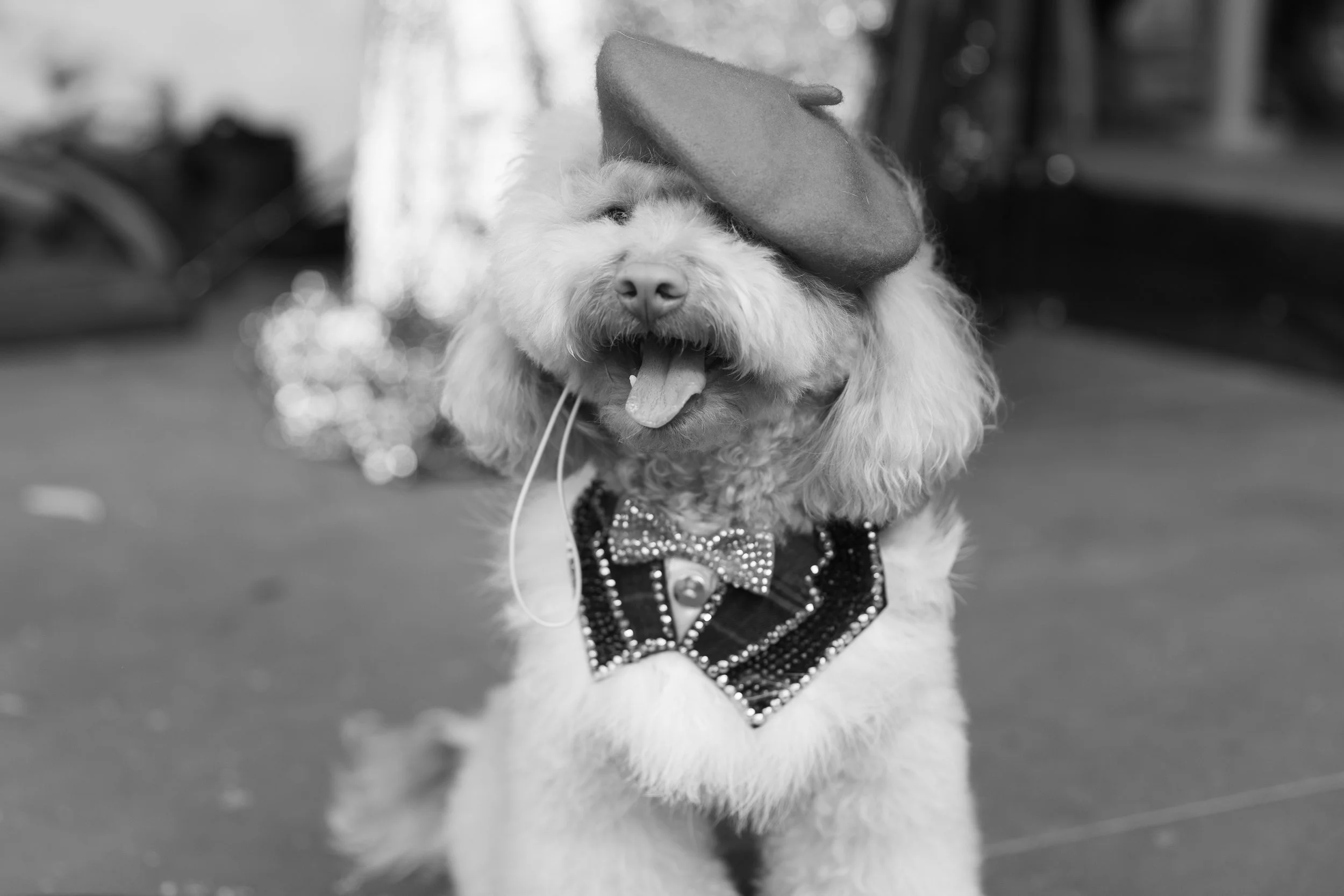Bellboy_International Dog Day Photobooth_10-80.jpg