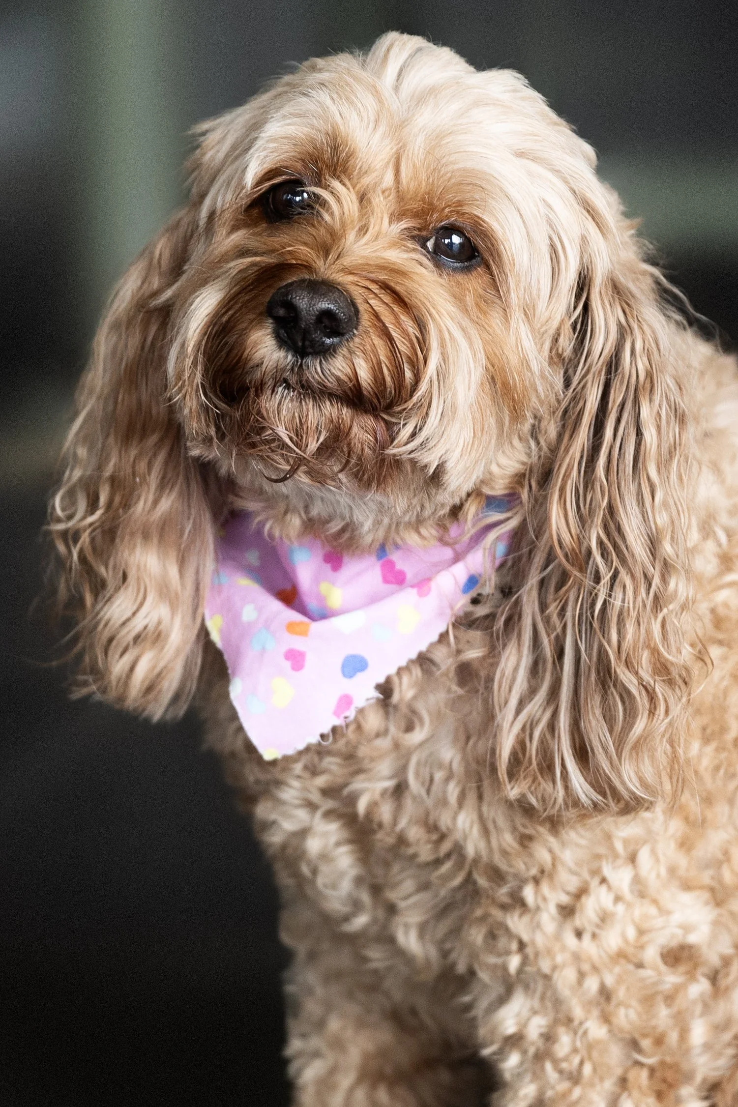 Tom Noble Creative_Bellboy Dog Photography_3.jpg