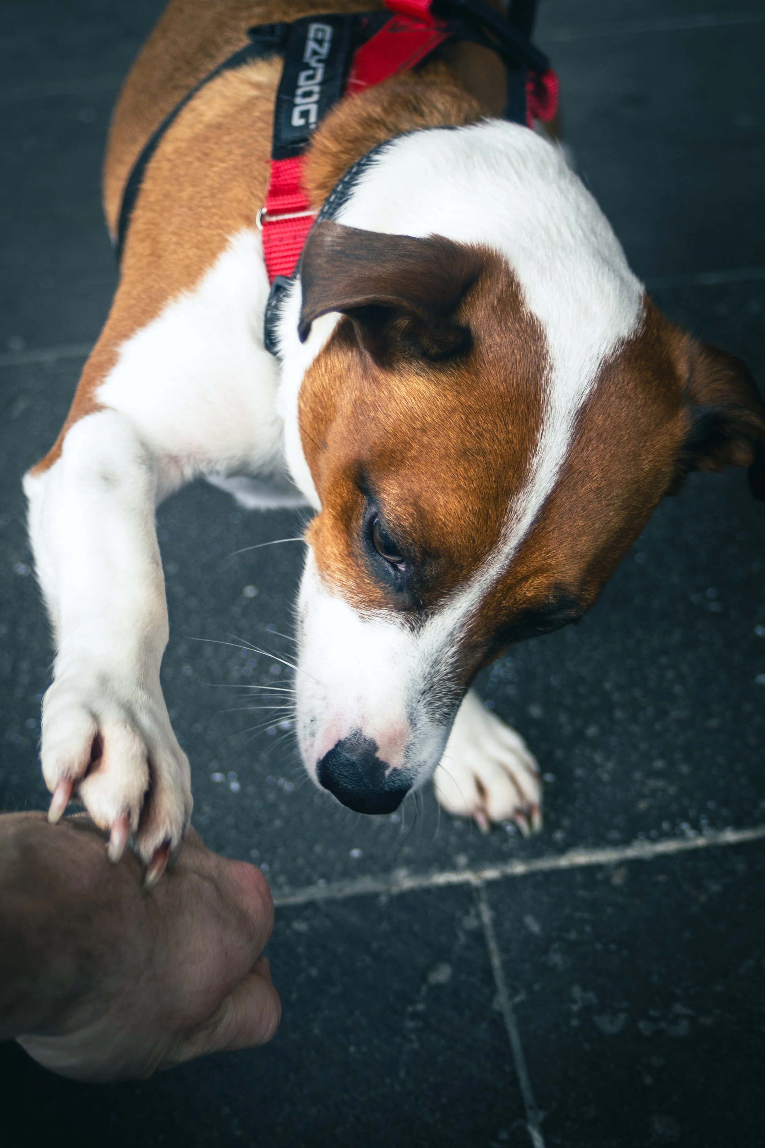 Bellboy_International Dog Day Photobooth_10-55.jpg