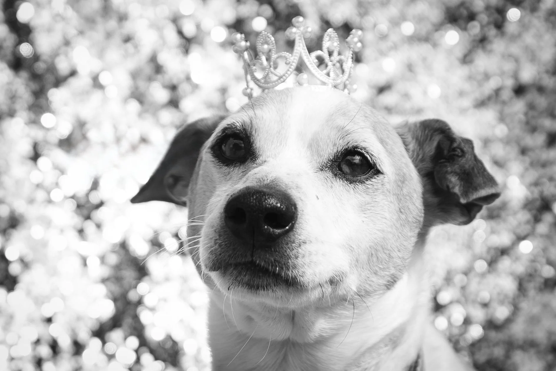 Bellboy_International Dog Day Photobooth_10-63.jpg