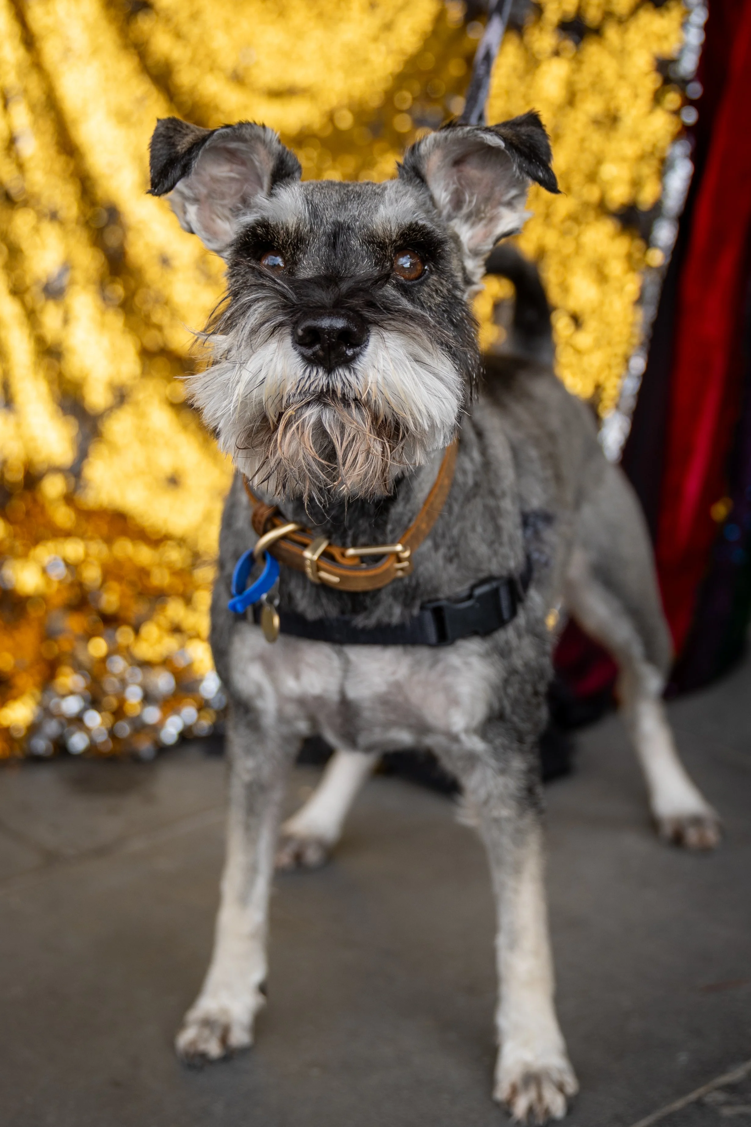 Bellboy_International Dog Day Photobooth_10-93.jpg