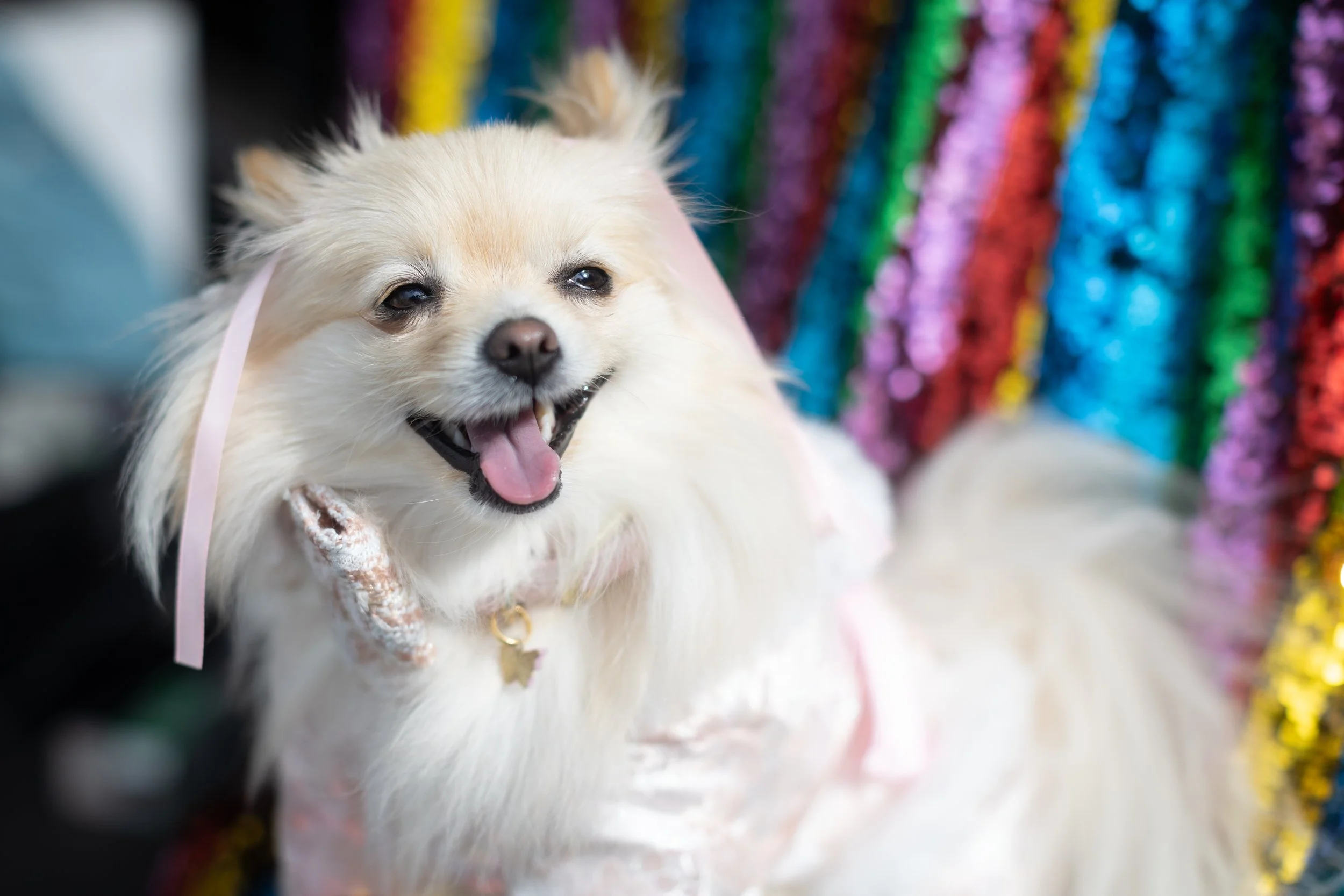 Bellboy_International Dog Day Photobooth_10-110.jpg
