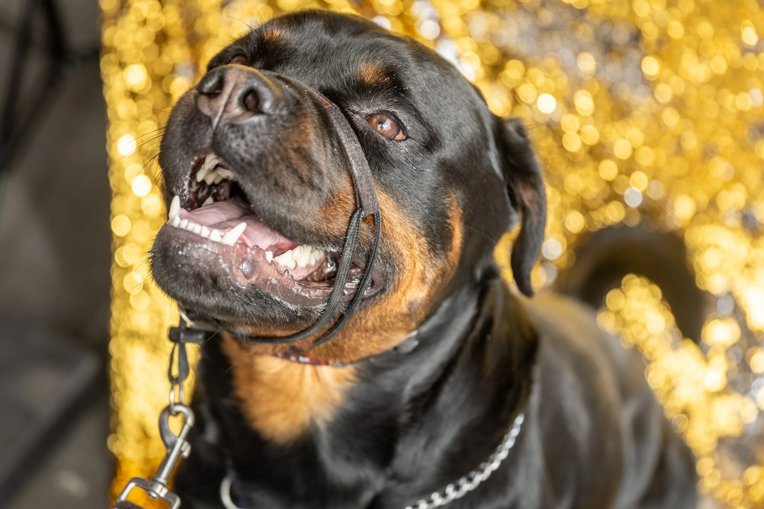 Bellboy_International Dog Day Photobooth_10-30.jpg