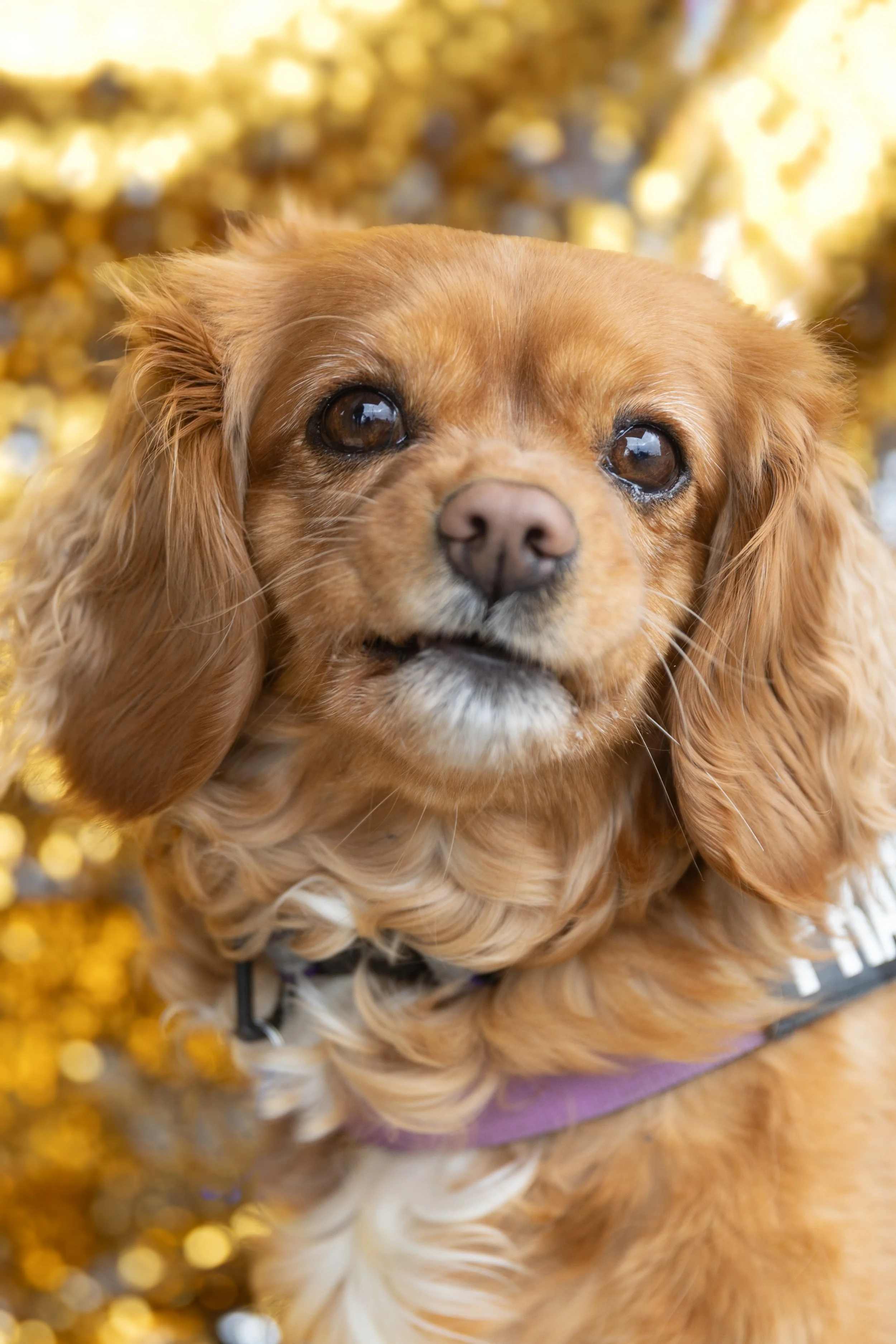 Tom Noble Creative_Bellboy Dog Photography_5.jpg
