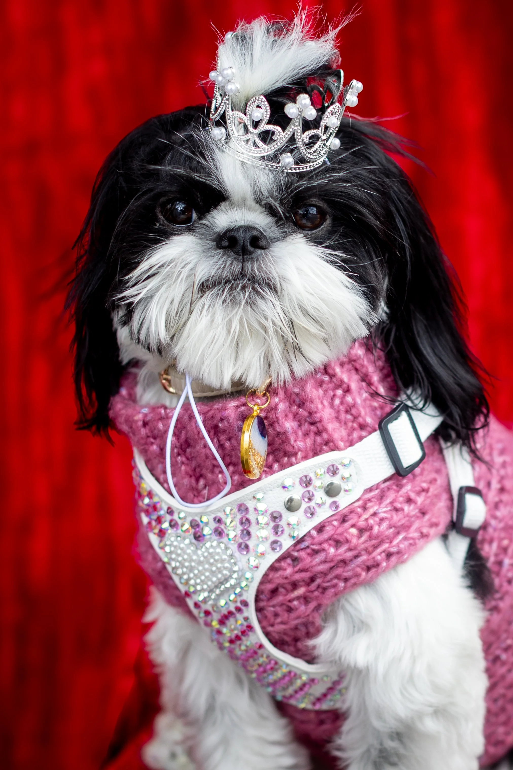 Bellboy_International Dog Day Photobooth_10-100.jpg