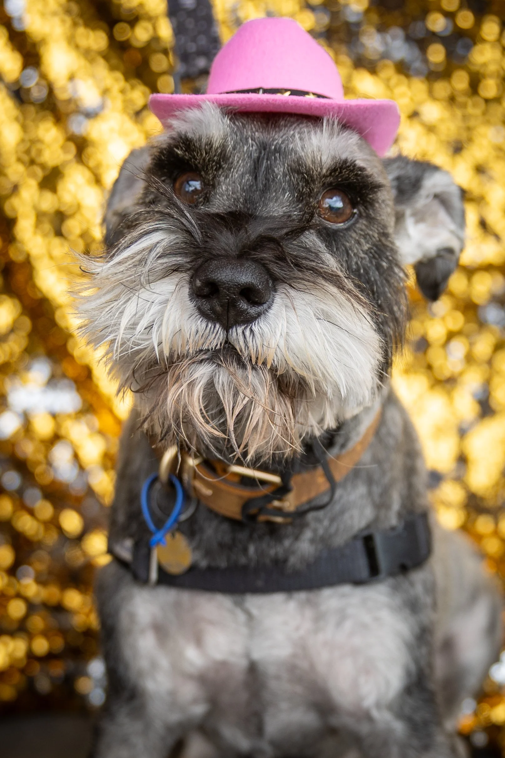 Bellboy_International Dog Day Photobooth_10-96.jpg