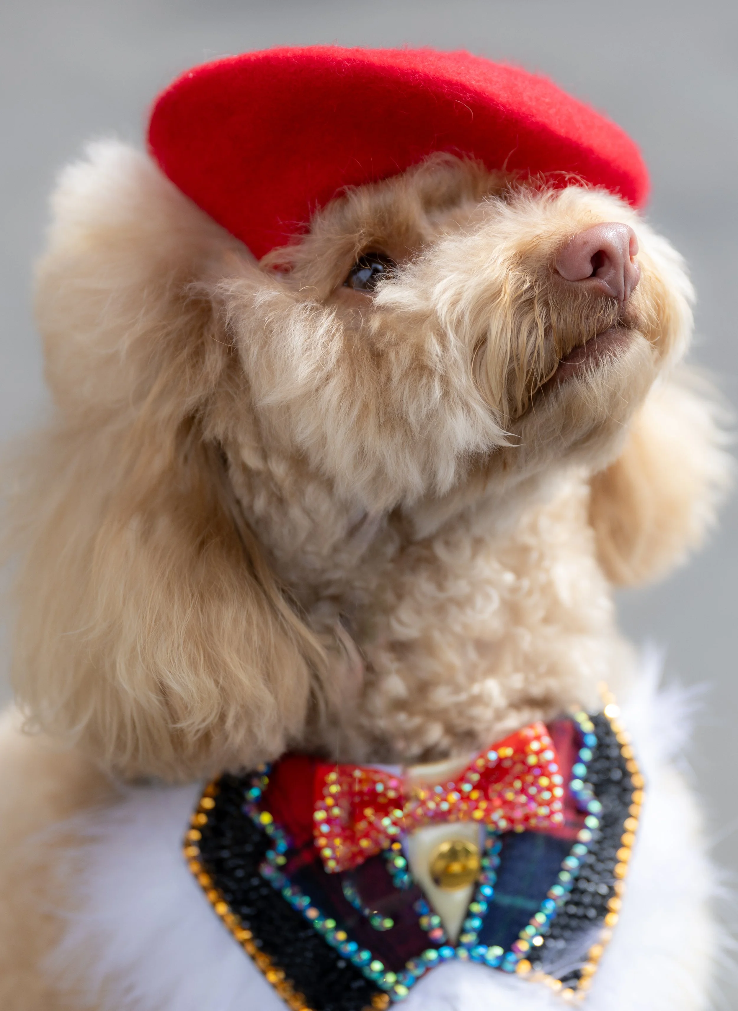 Bellboy_International Dog Day Photobooth_10-79.jpg
