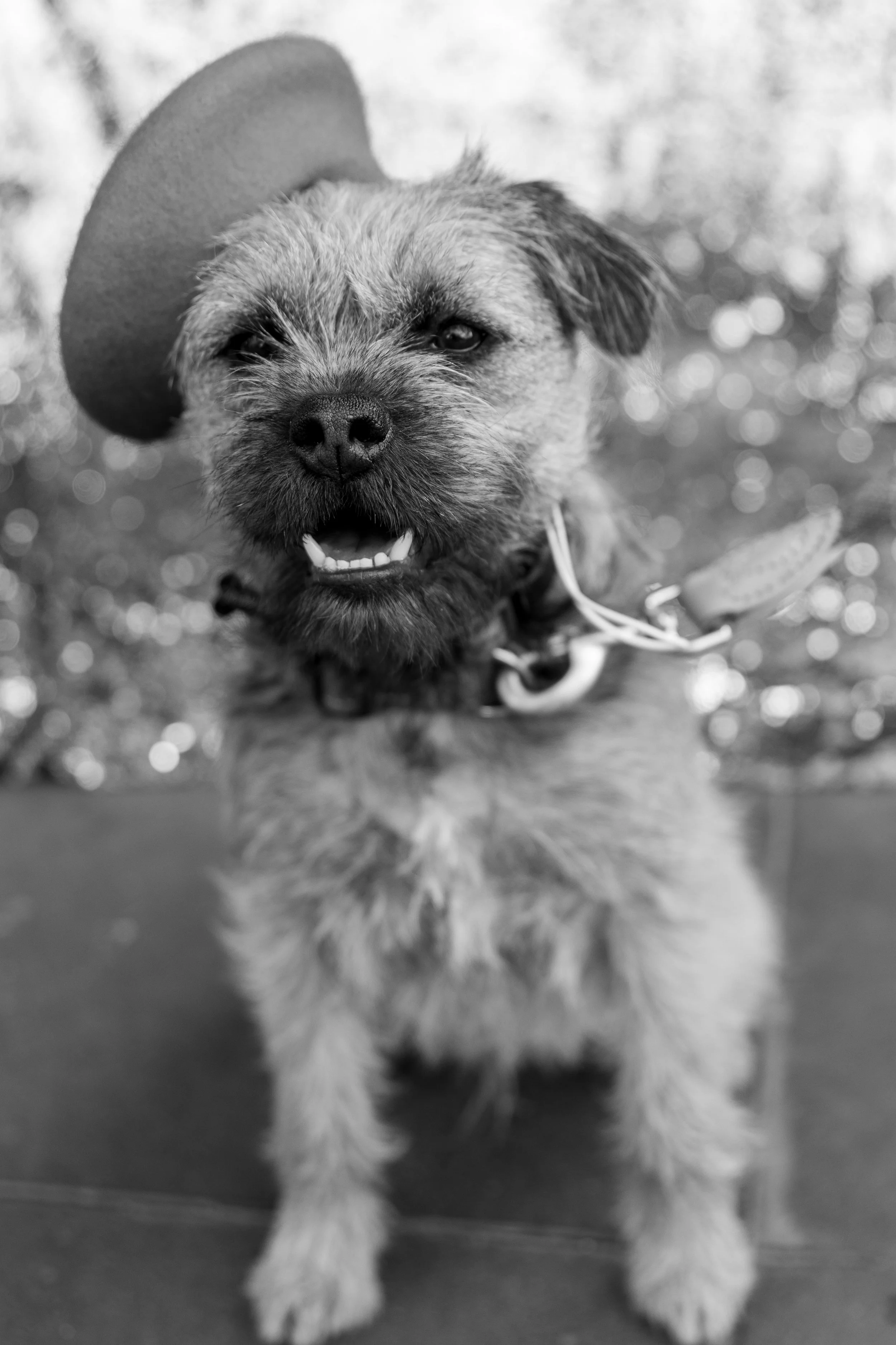 Bellboy_International Dog Day Photobooth_10-69.jpg