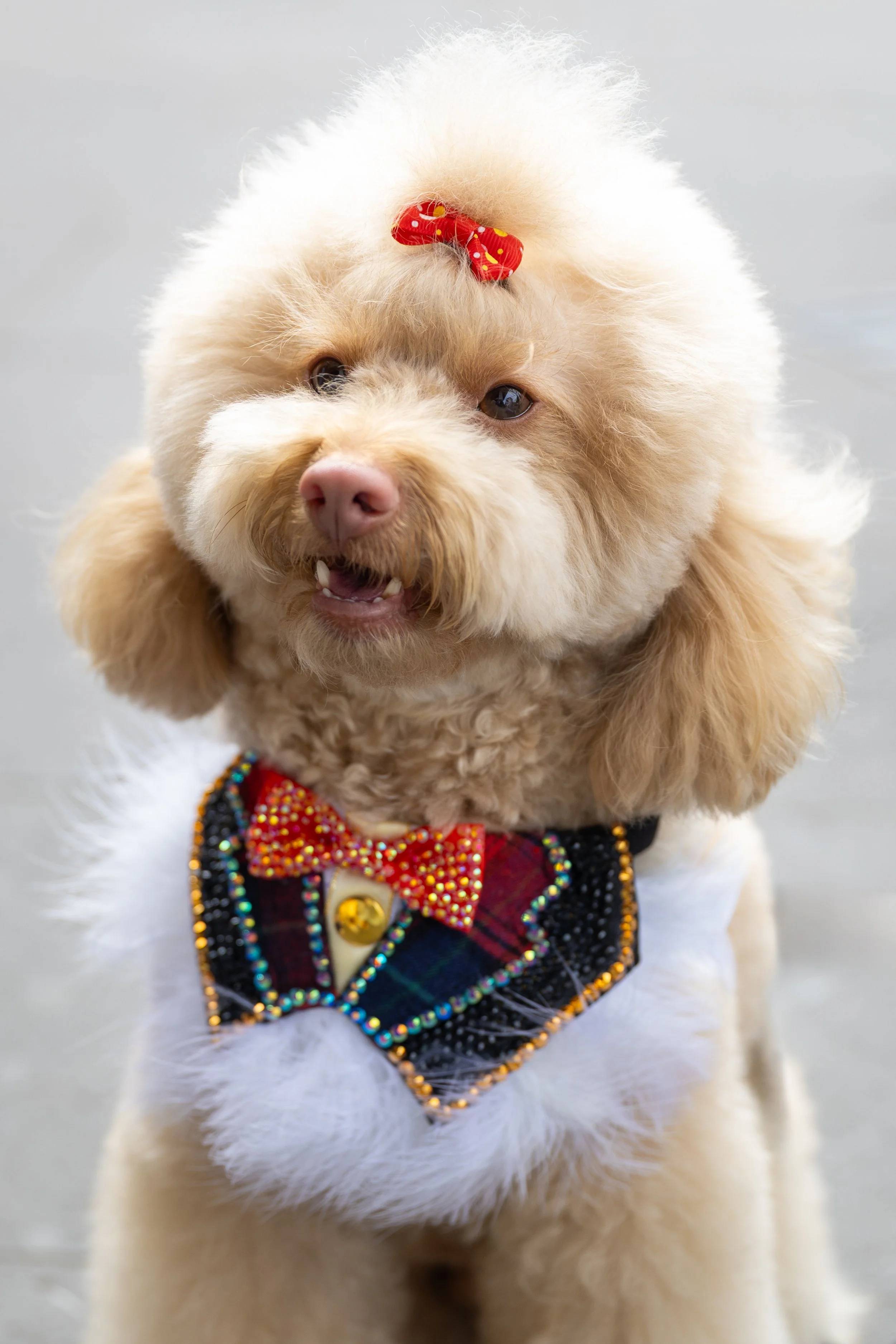 Bellboy_International Dog Day Photobooth_10-76.jpg