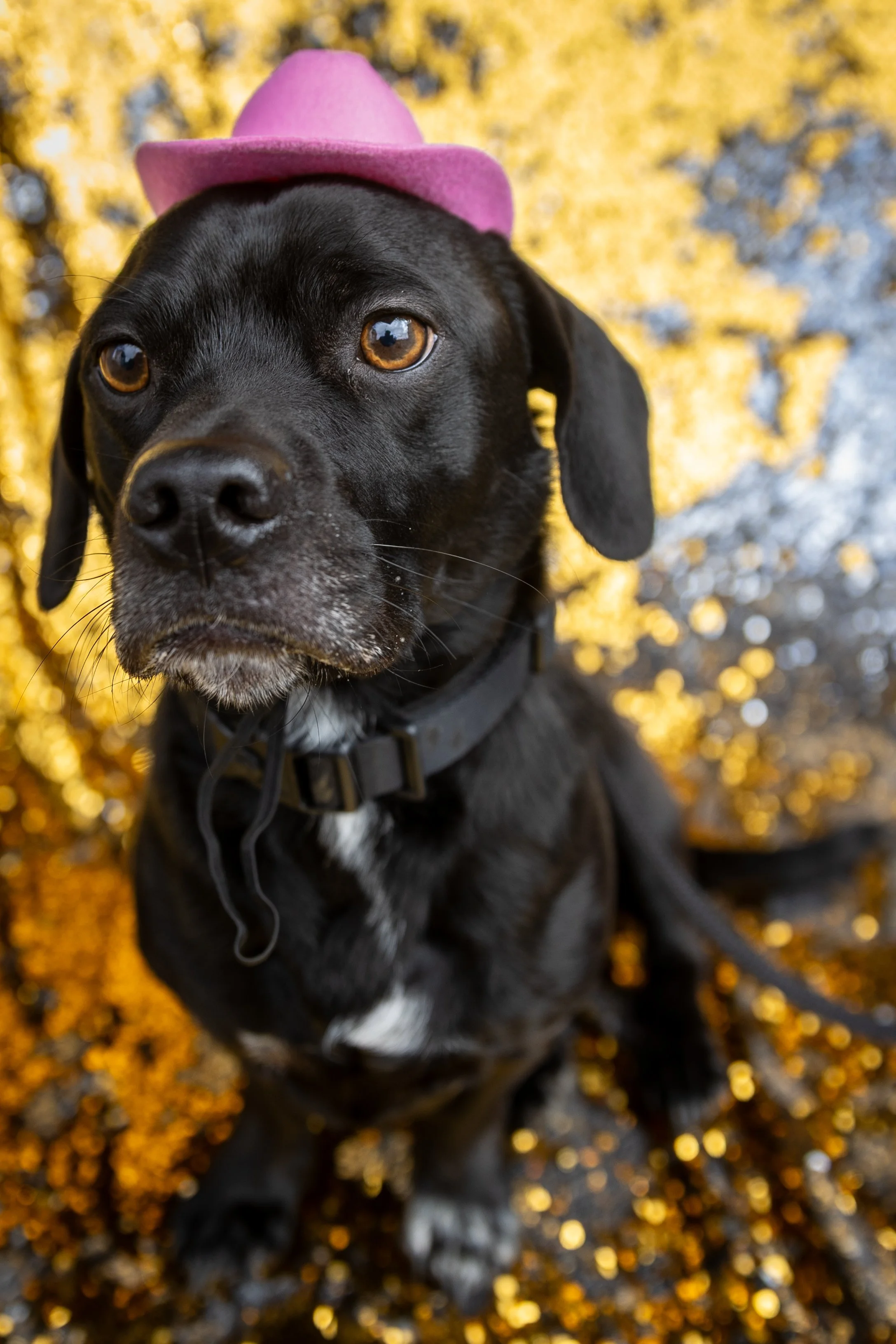 Bellboy_International Dog Day Photobooth_10-86.jpg