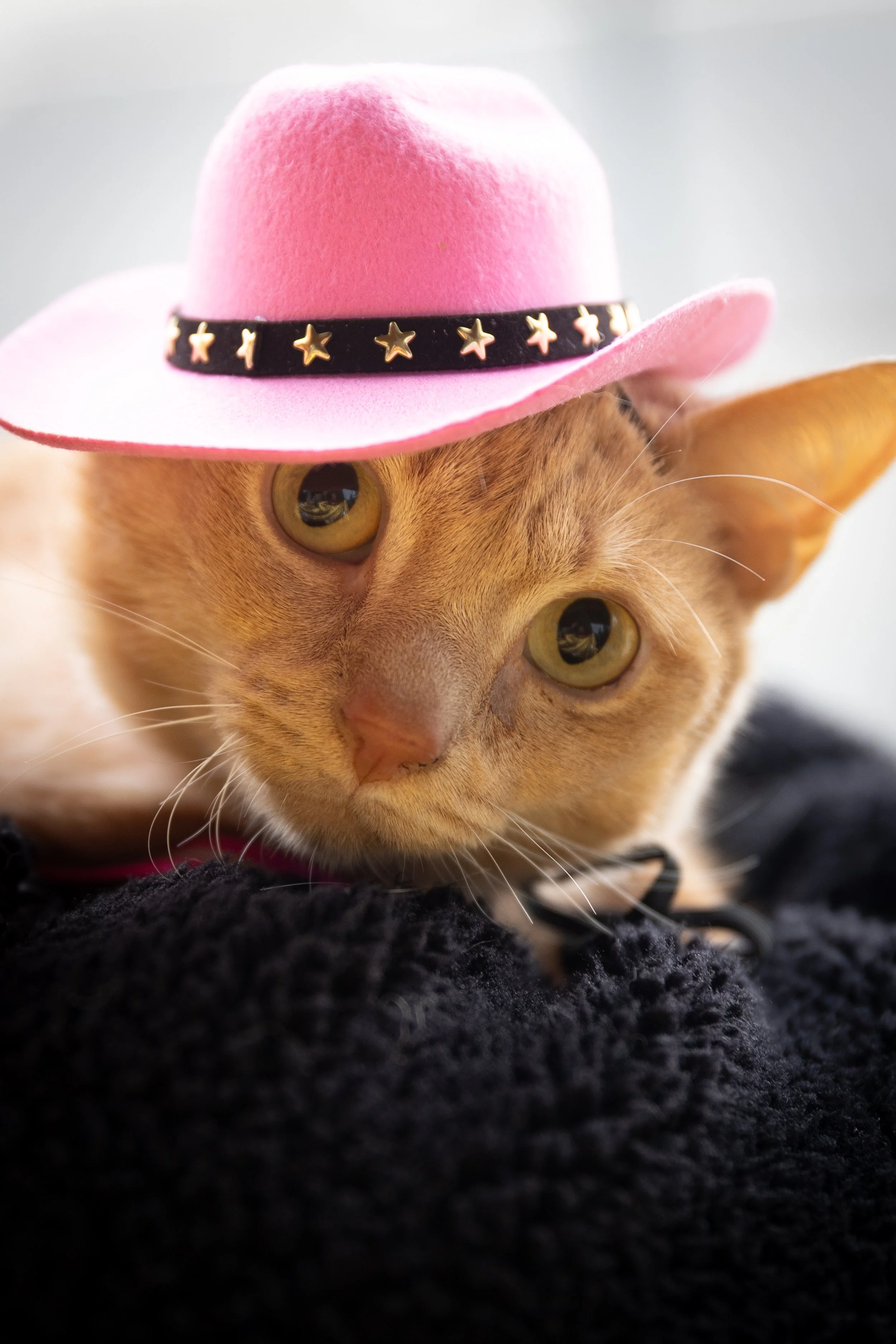 Bellboy_International Dog Day Photobooth_10-4.jpg