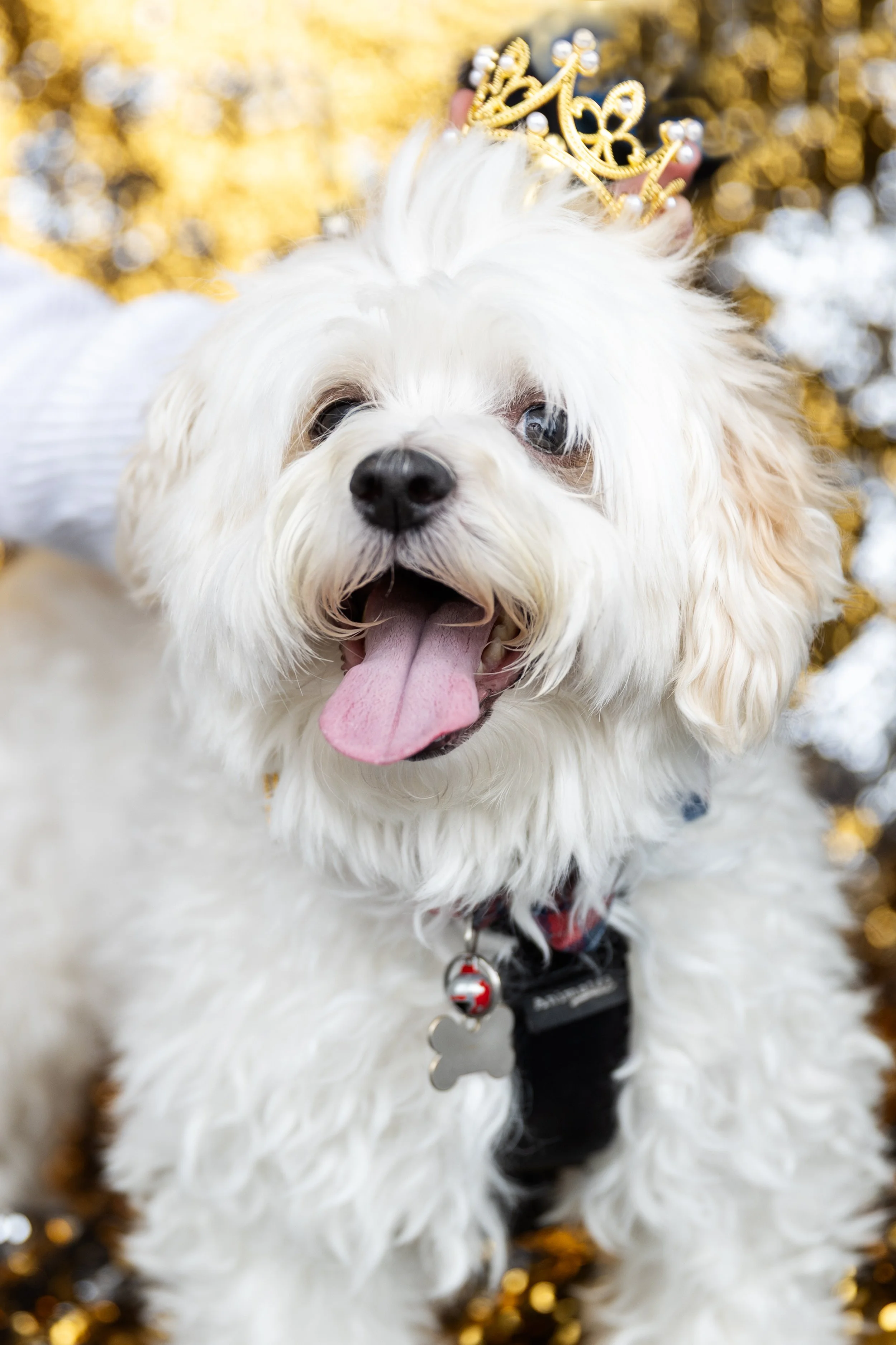 Bellboy_International Dog Day Photobooth_10-22.jpg