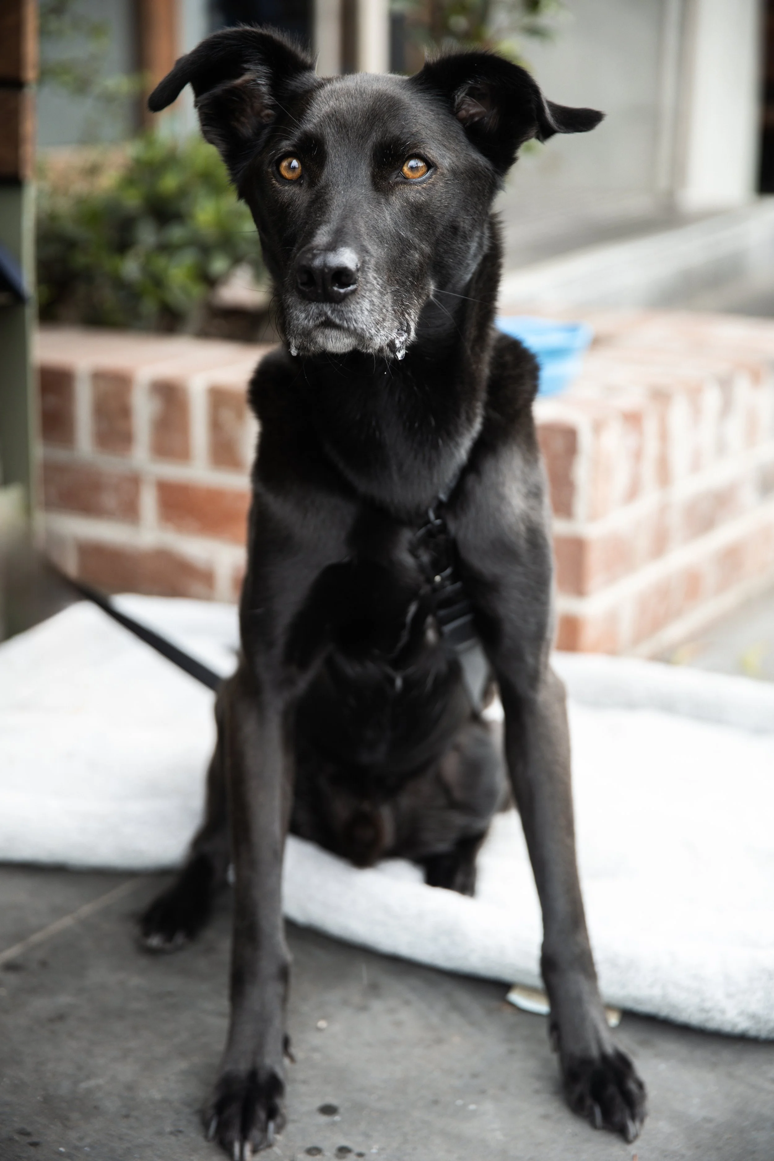 Bellboy_International Dog Day Photobooth_10-20.jpg