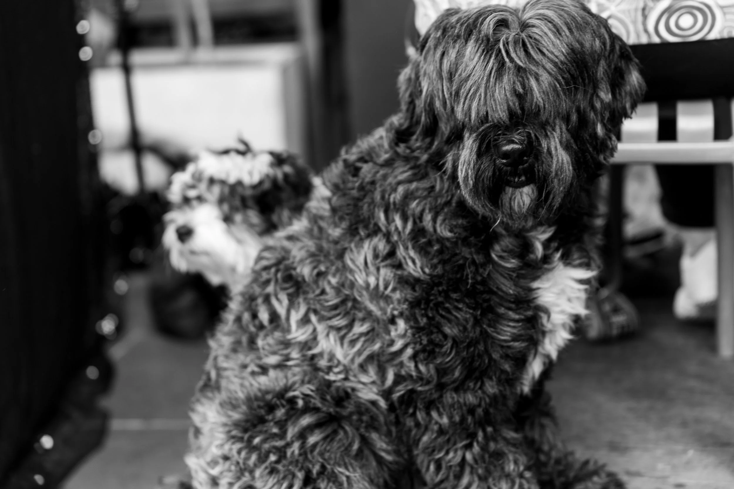 Bellboy_International Dog Day Photobooth_10-36.jpg